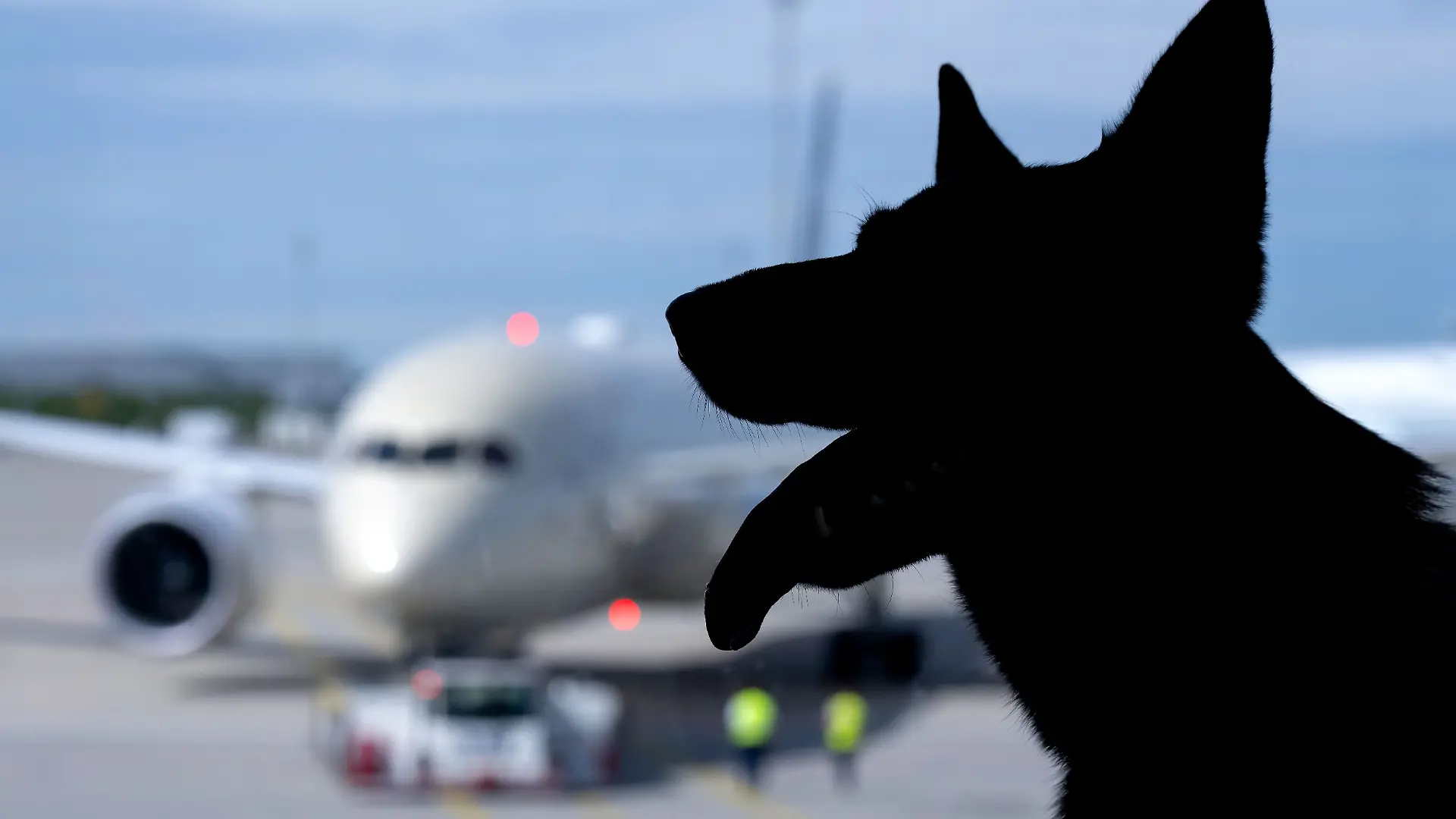 Flugreisen mit Hunden
