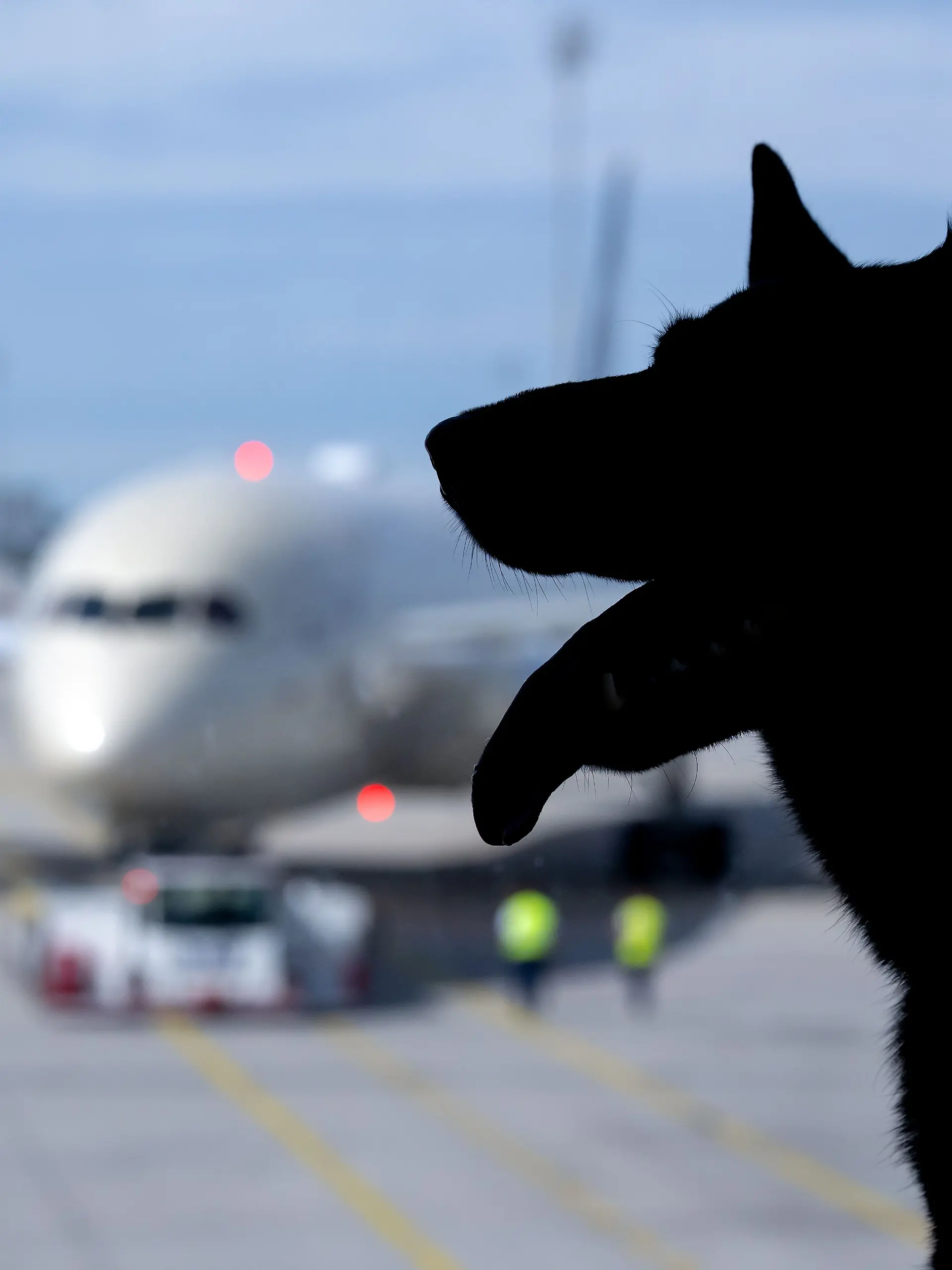 Flugreisen mit Hunden