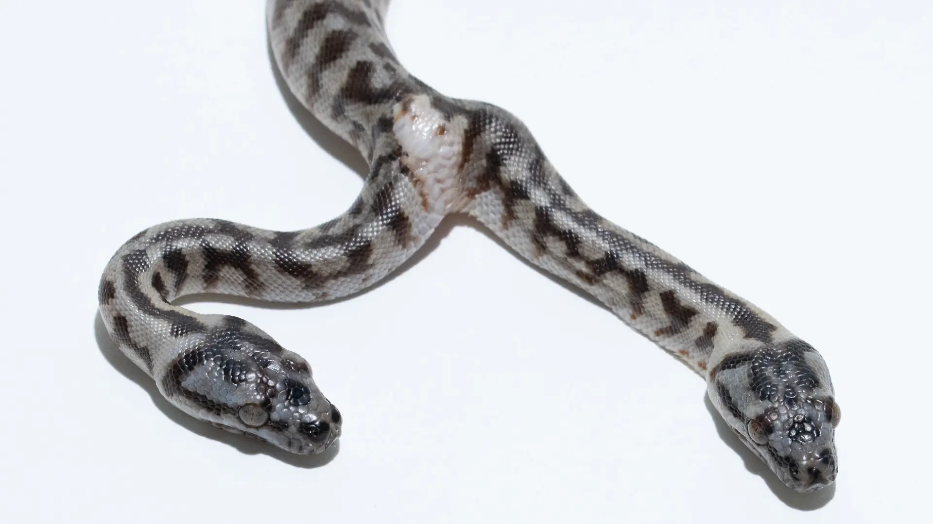 Beide Köpfe der Teppichpython besitzen ein eigenes Gehirn und nehmen ihre Umgebung unabhängig voneinander wahr.