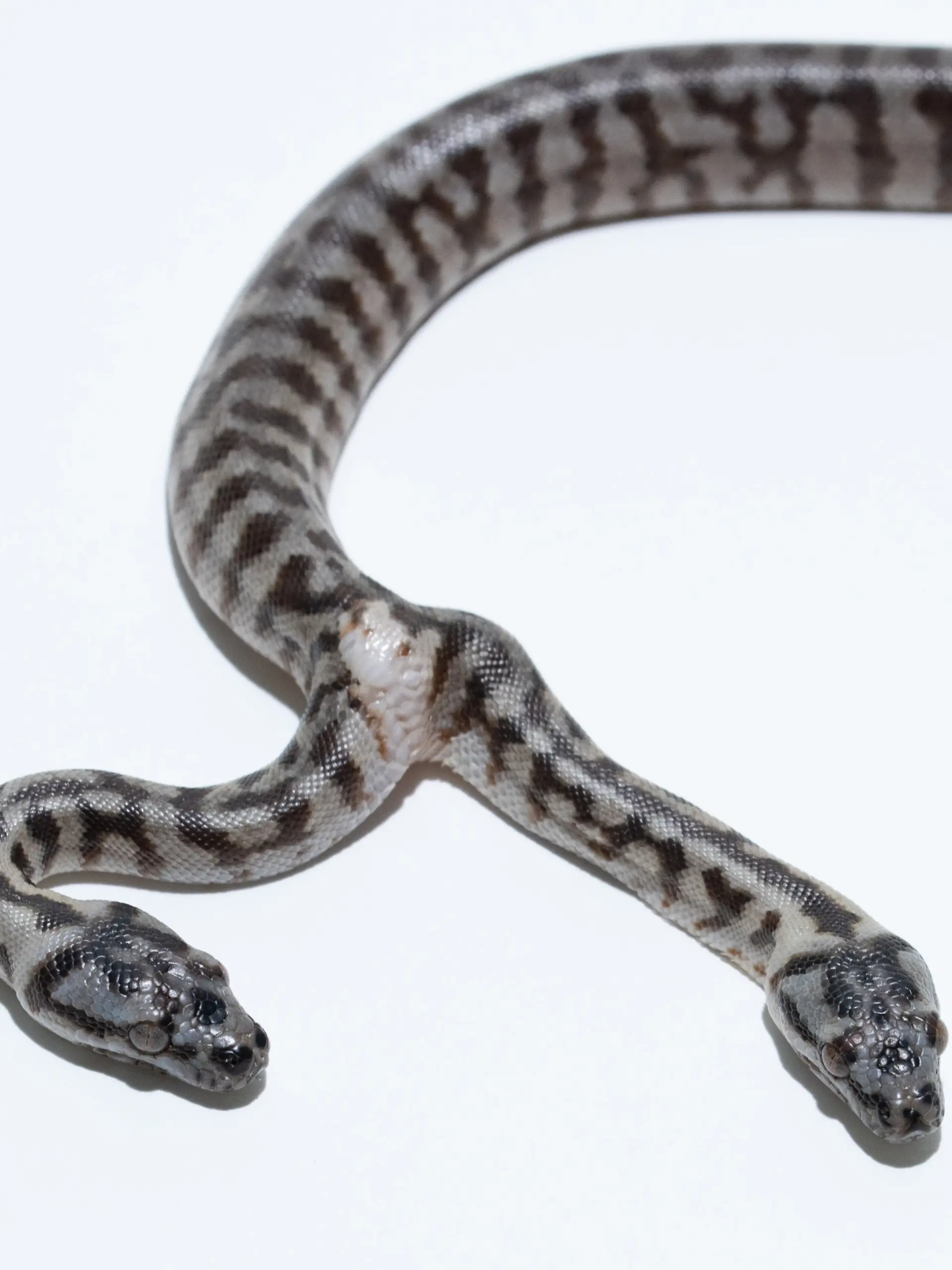 Beide Köpfe der Teppichpython besitzen ein eigenes Gehirn und nehmen ihre Umgebung unabhängig voneinander wahr.