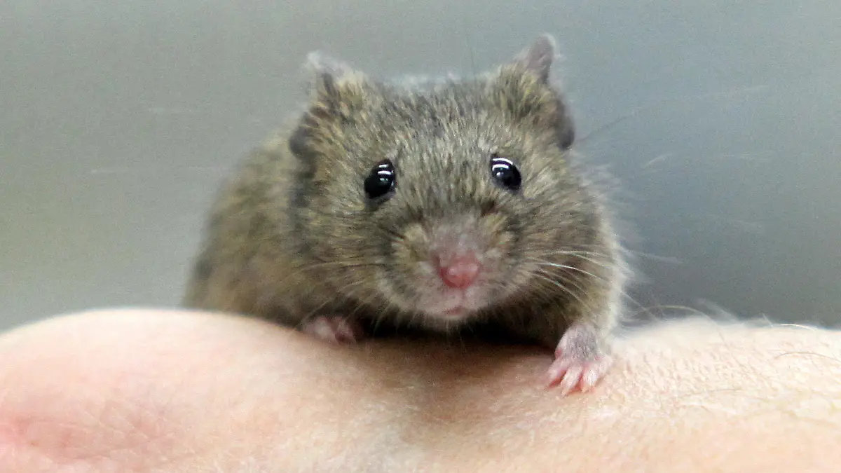 ACHTUNG: Sperrfrist 1. Juli 1900 - ARCHIV - Eine östliche Hausmaus (musculus musculus) sitzt am 19.07.2011 auf einer Hand im Labor des Max-Planck-Instituts in Plön. Wissenschaftler haben das Erinnerungsvermögen älterer Mäuse mit Hilfe eines Eiweißes (Proteins) verbessert. Die Tiere konnten sich anschließend ebenso gut erinnern wie ihre jüngeren Artgenossen. Foto: Bodo Marks dpa (zu dpa: "Forscher finden Gedächtnis-Eiweiß") +++(c) dpa - Bildfunk+++