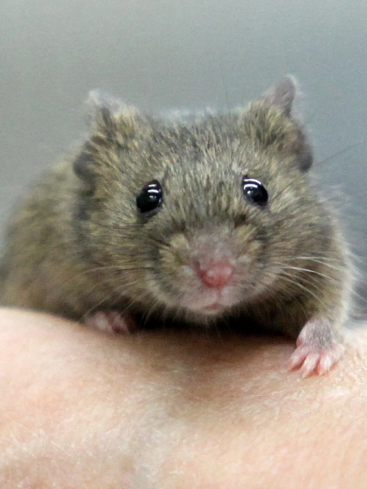 ACHTUNG: Sperrfrist 1. Juli 1900 - ARCHIV - Eine östliche Hausmaus (musculus musculus) sitzt am 19.07.2011 auf einer Hand im Labor des Max-Planck-Instituts in Plön. Wissenschaftler haben das Erinnerungsvermögen älterer Mäuse mit Hilfe eines Eiweißes (Proteins) verbessert. Die Tiere konnten sich anschließend ebenso gut erinnern wie ihre jüngeren Artgenossen. Foto: Bodo Marks dpa (zu dpa: "Forscher finden Gedächtnis-Eiweiß")  +++(c) dpa - Bildfunk+++