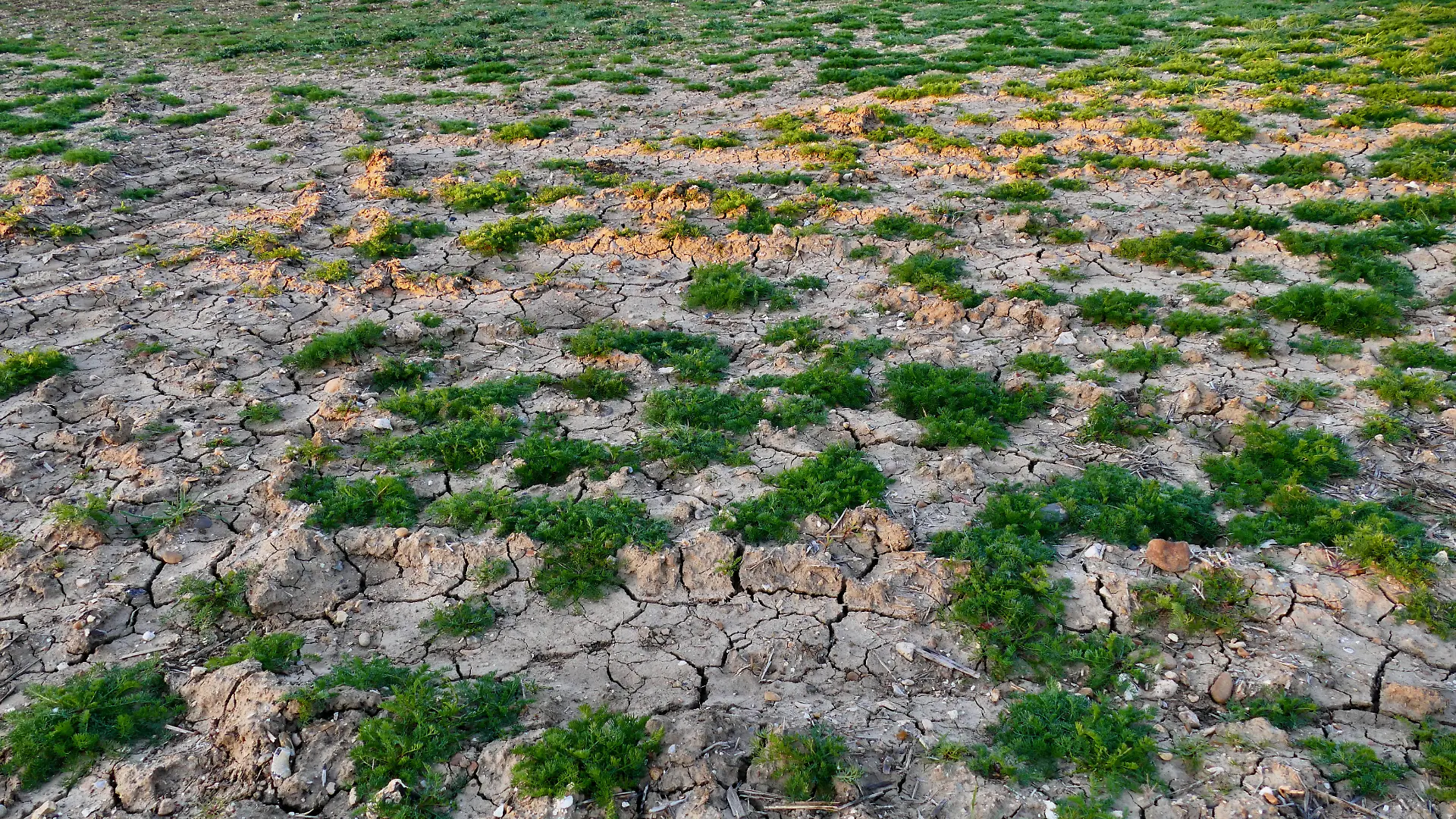 Cracked ground in the farmers fields as of mid April 2026. As of late March 2026, England has officially recovered from the previous drought status following four months of above-average rainfall, according to the Environment Agency. While most areas are in recovery or back to normal, some eastern regions of England still face lingering dry conditions, with potential risks for water scarcity in early summer 2026., Credit:Geoffrey Swaine / Avalon