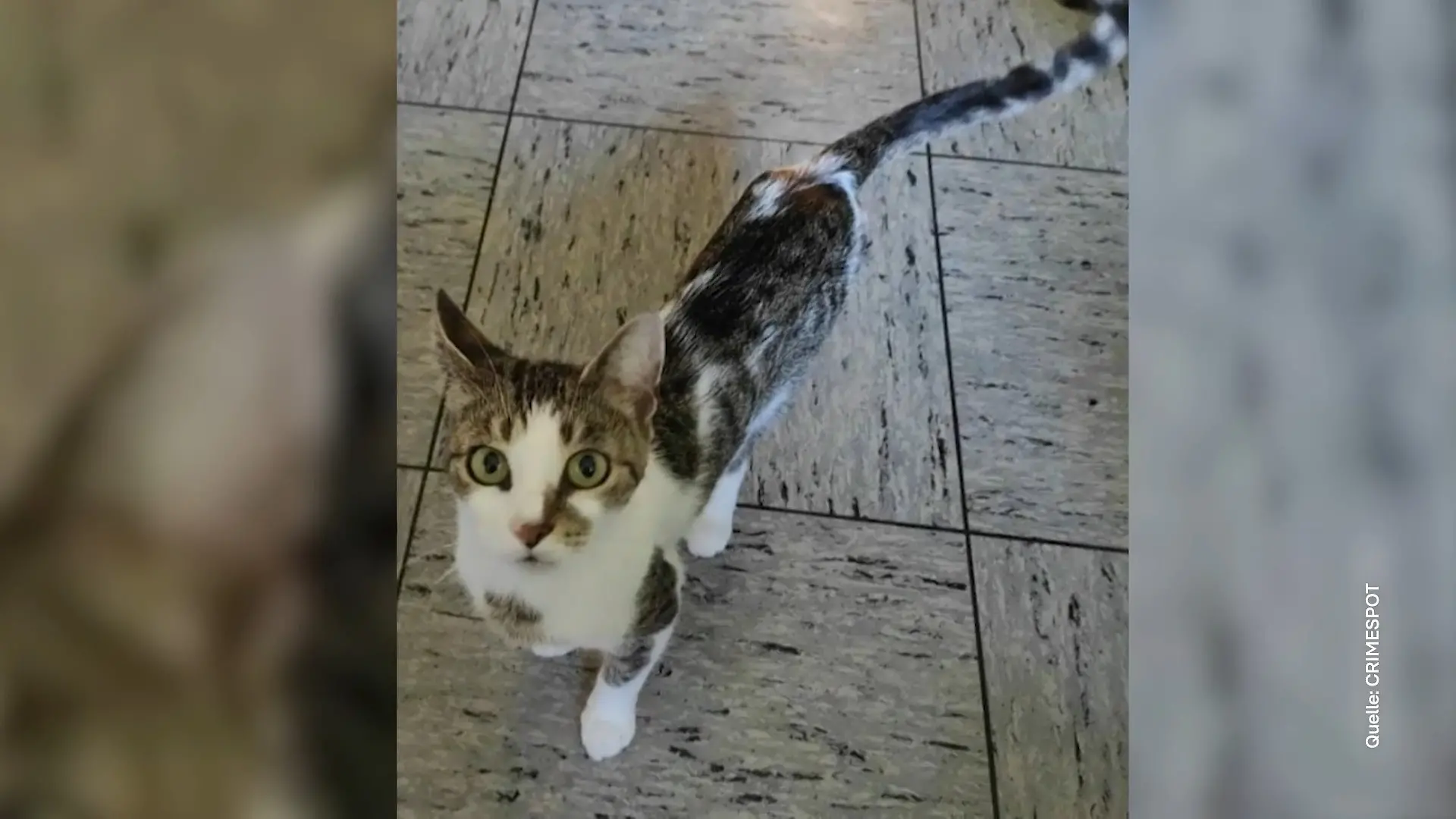 Streit um Katze Luna eskaliert Urteil: Todesangst auf der Straße