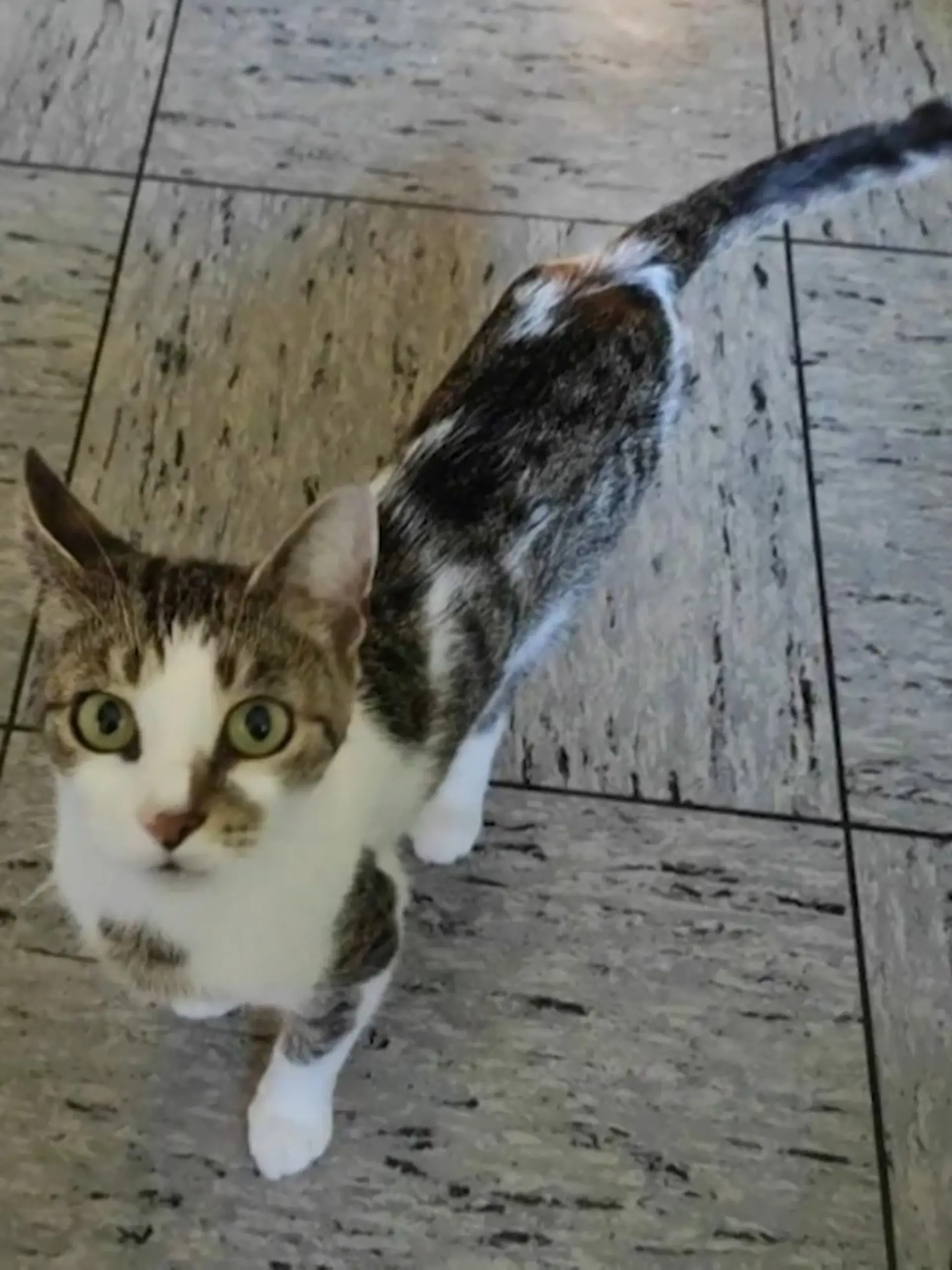 Bild zu: "Streit um Katze Luna eskaliert"