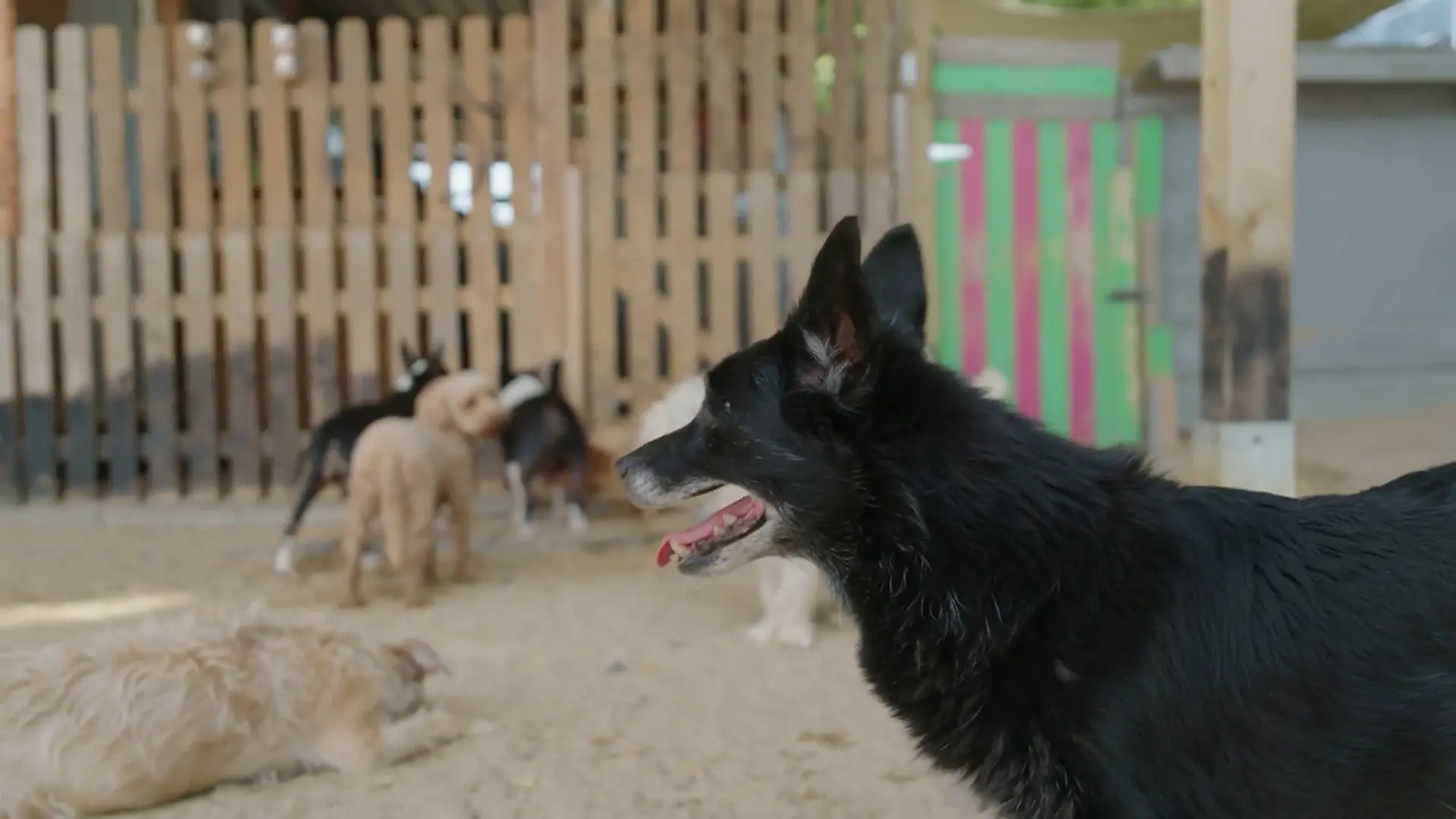 Hund und Katze bei Hitze: Was tut Haustieren bei den Temperaturen gut? Tipps für Abkühlung