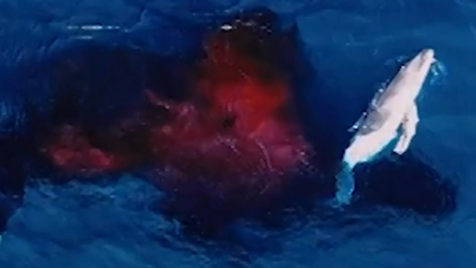 Buckelwal-Geburt! Drohne filmt spektakuläre Aufnahmen zum ersten Mal Seltene Sensation im Meer