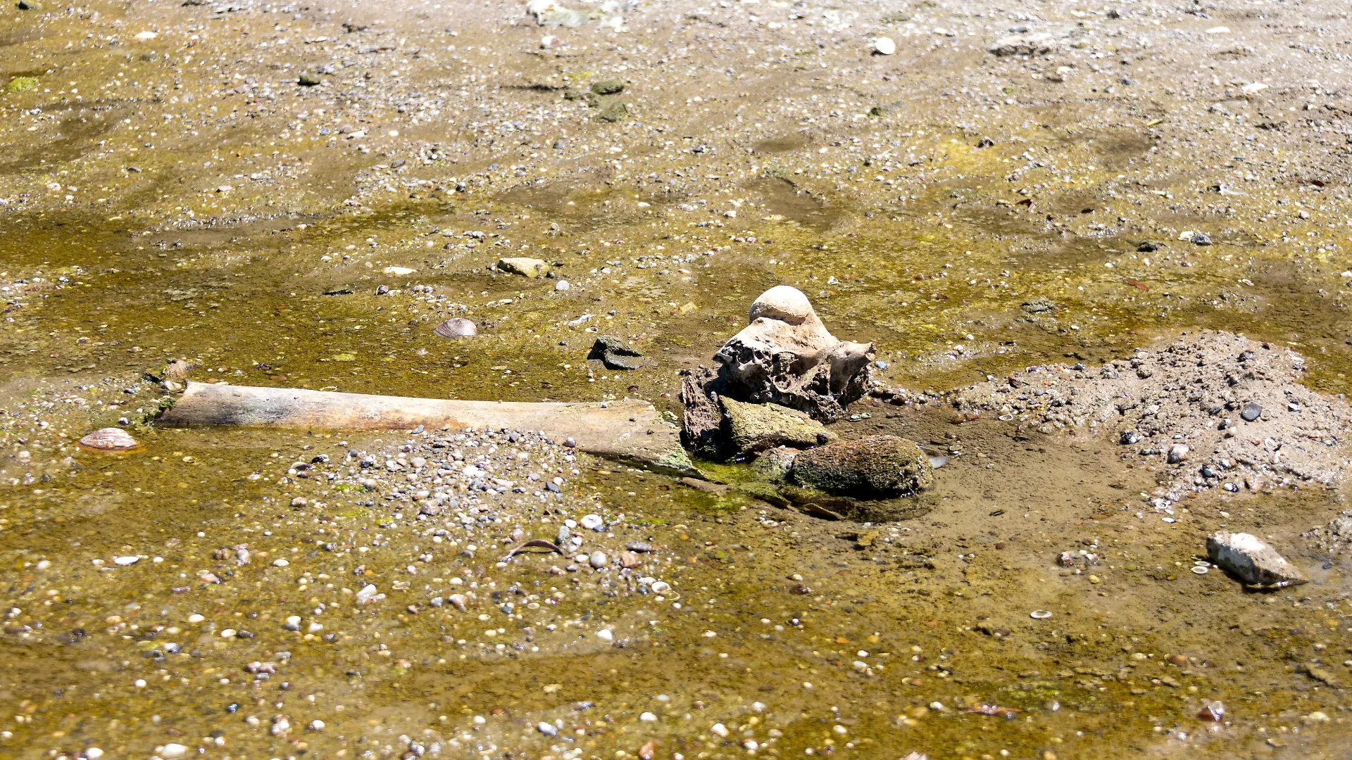 Mammut in Donau