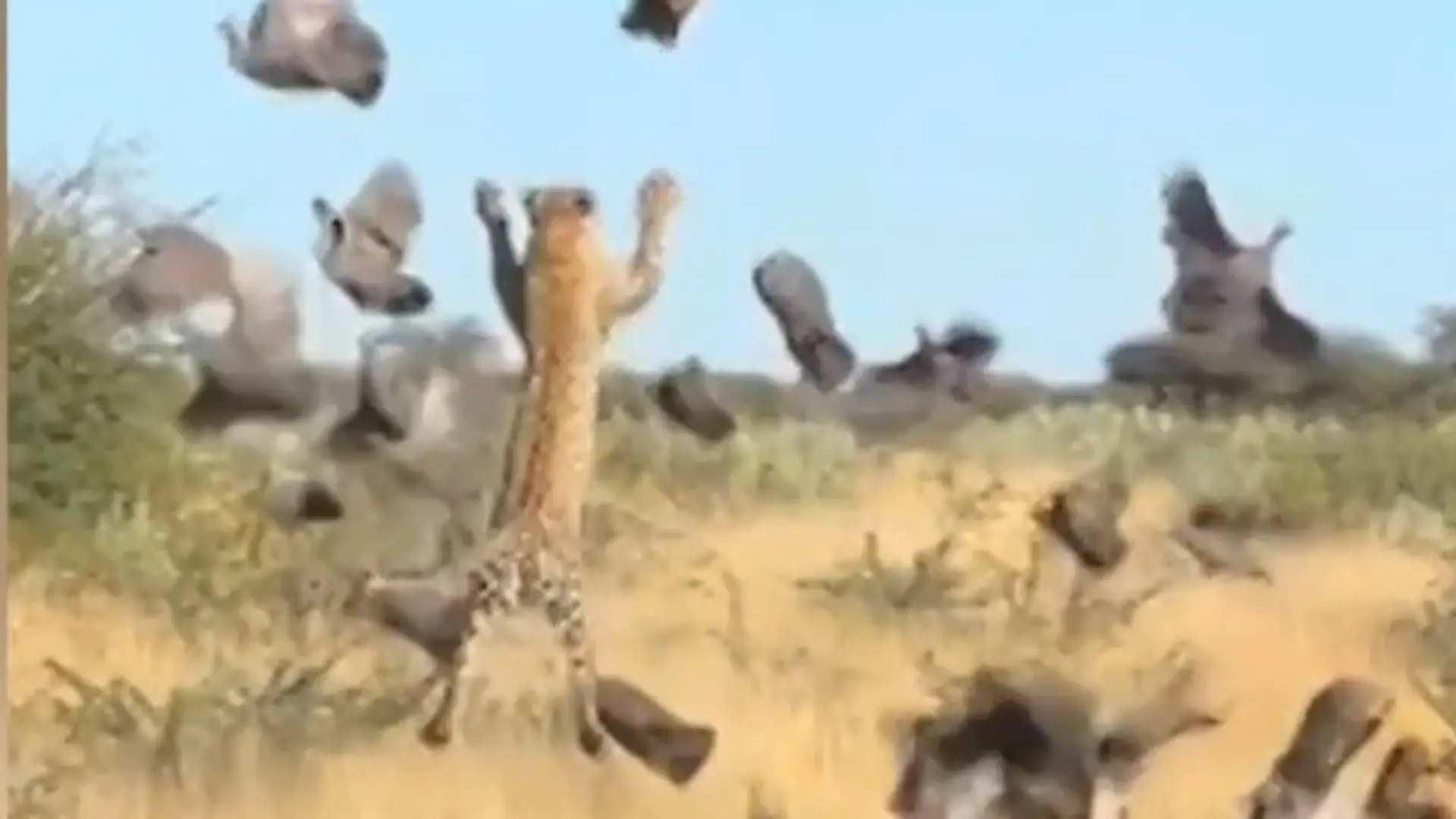LeoPATZER trotz Mega-Sprung! Raubkatze blamiert sich bei Jagd Beute macht 'nen Abflug
