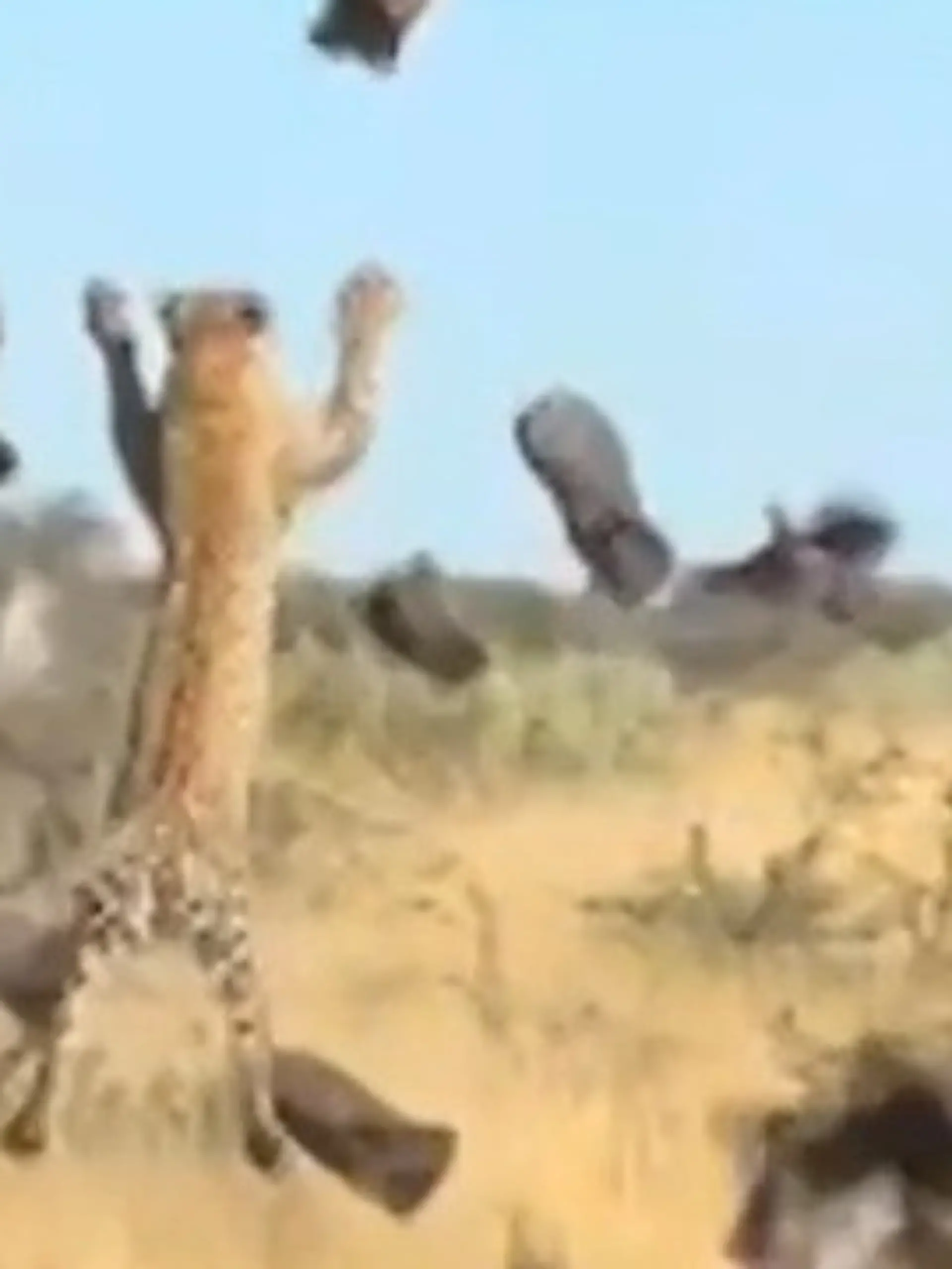 Bild zu: "LeoPATZER trotz Mega-Sprung! Raubkatze blamiert sich bei Jagd"
