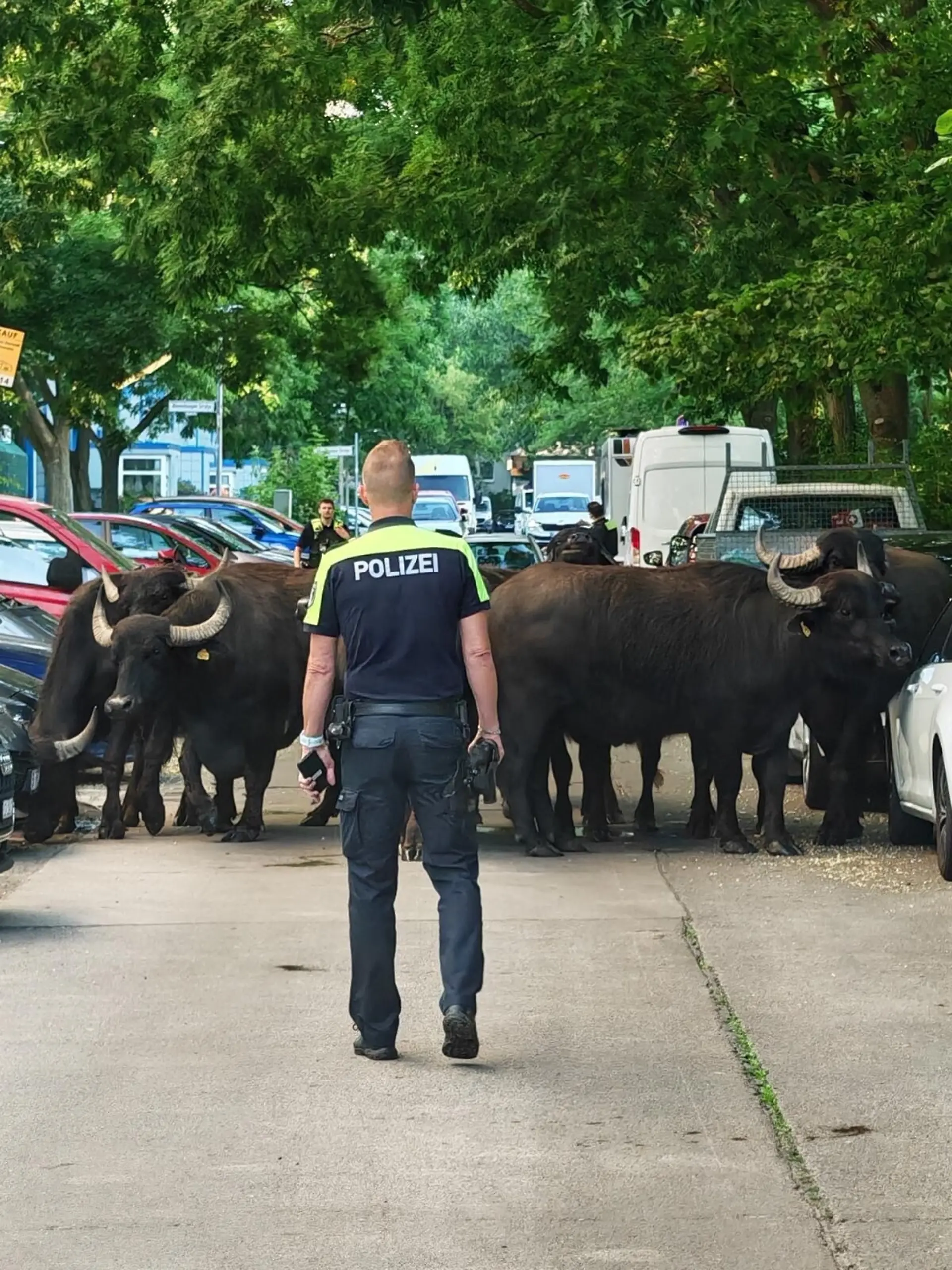 Ein Polizist steht vor einer Gruppe von Wasserbüffeln. Mehrere Wasserbüffel sind am Morgen aus einem Gehege im Berliner Nordosten entkommen. Die Polizei ermittelt. +++ dpa-Bildfunk +++