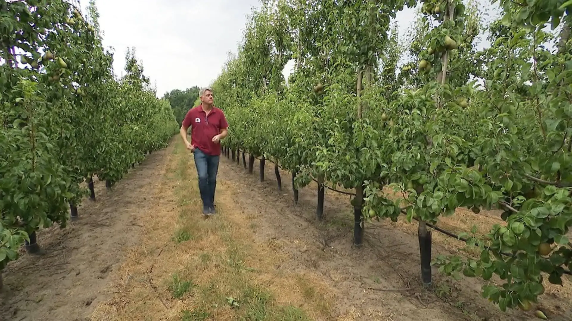 Obstbau in der Krise Steigende Kosten setzen Höfe unter Druck