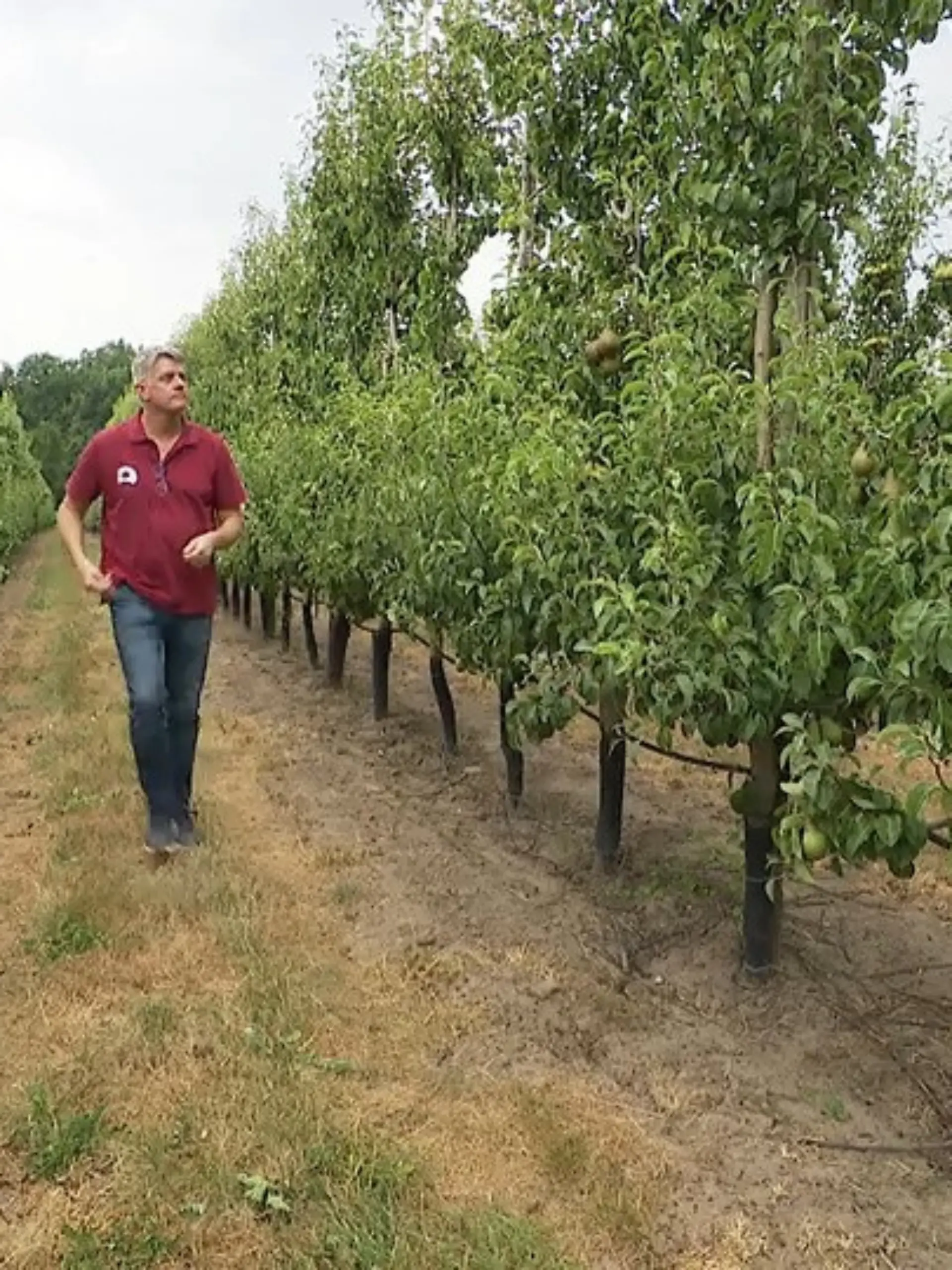 Bild zu: "Obstbau in der Krise"