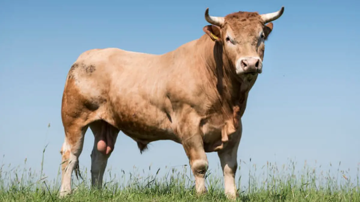 Stier steht auf einer grünen Wiese