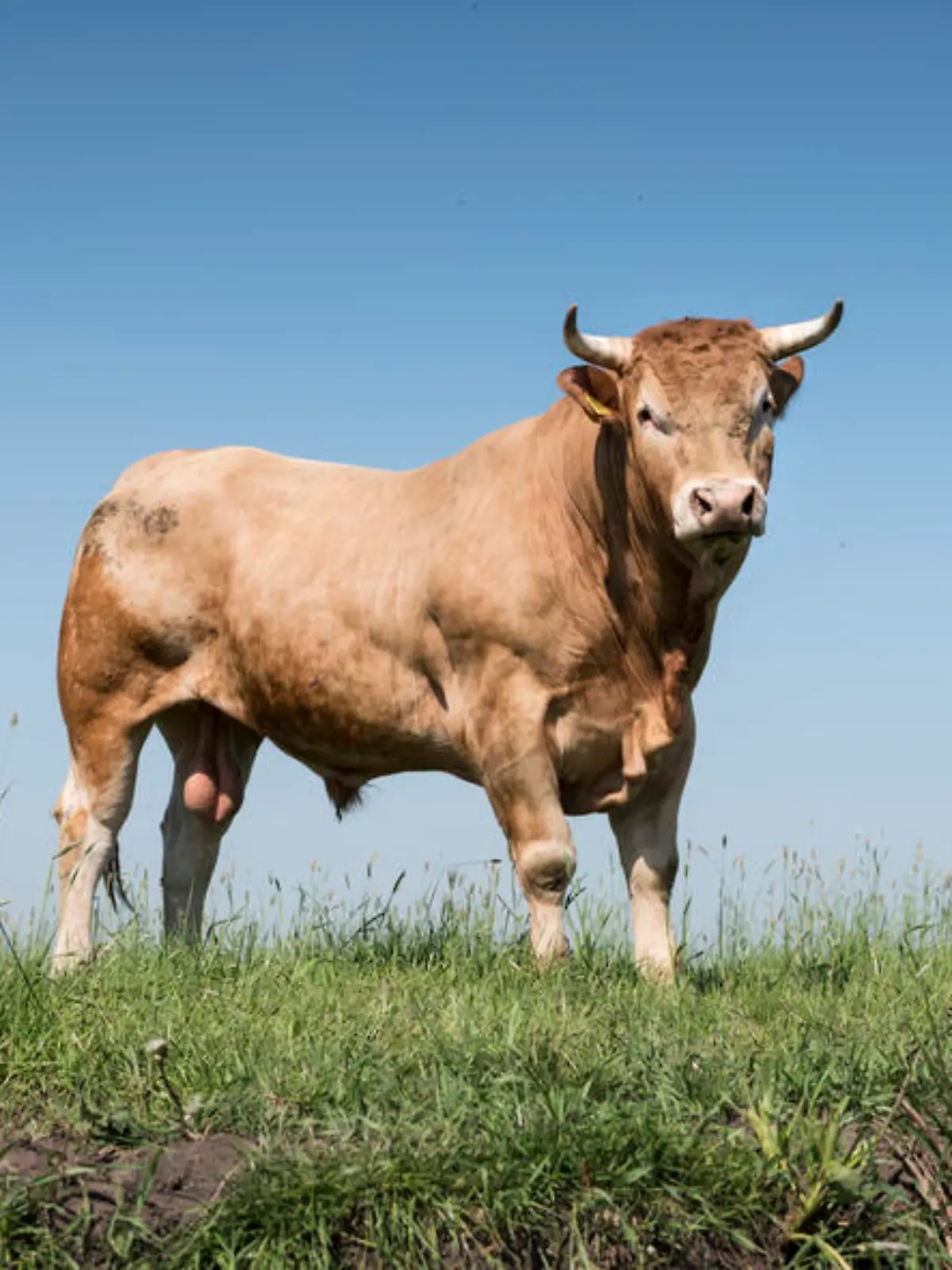 Stier steht auf einer grünen Wiese