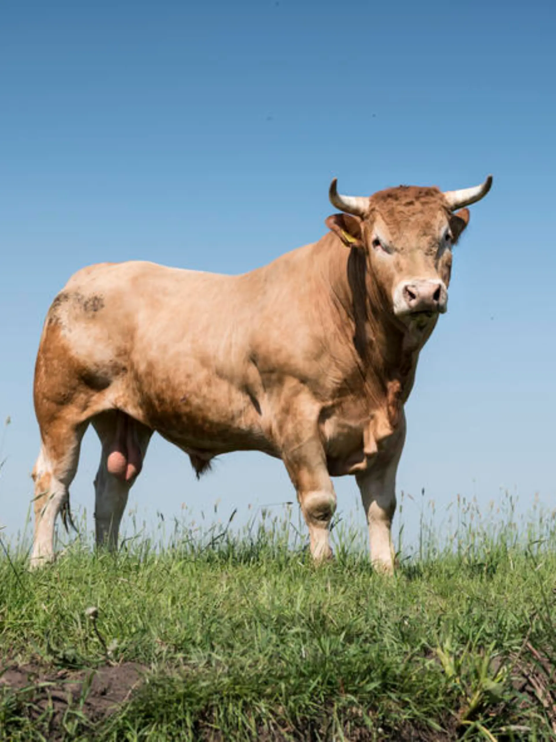 Stier steht auf einer grünen Wiese