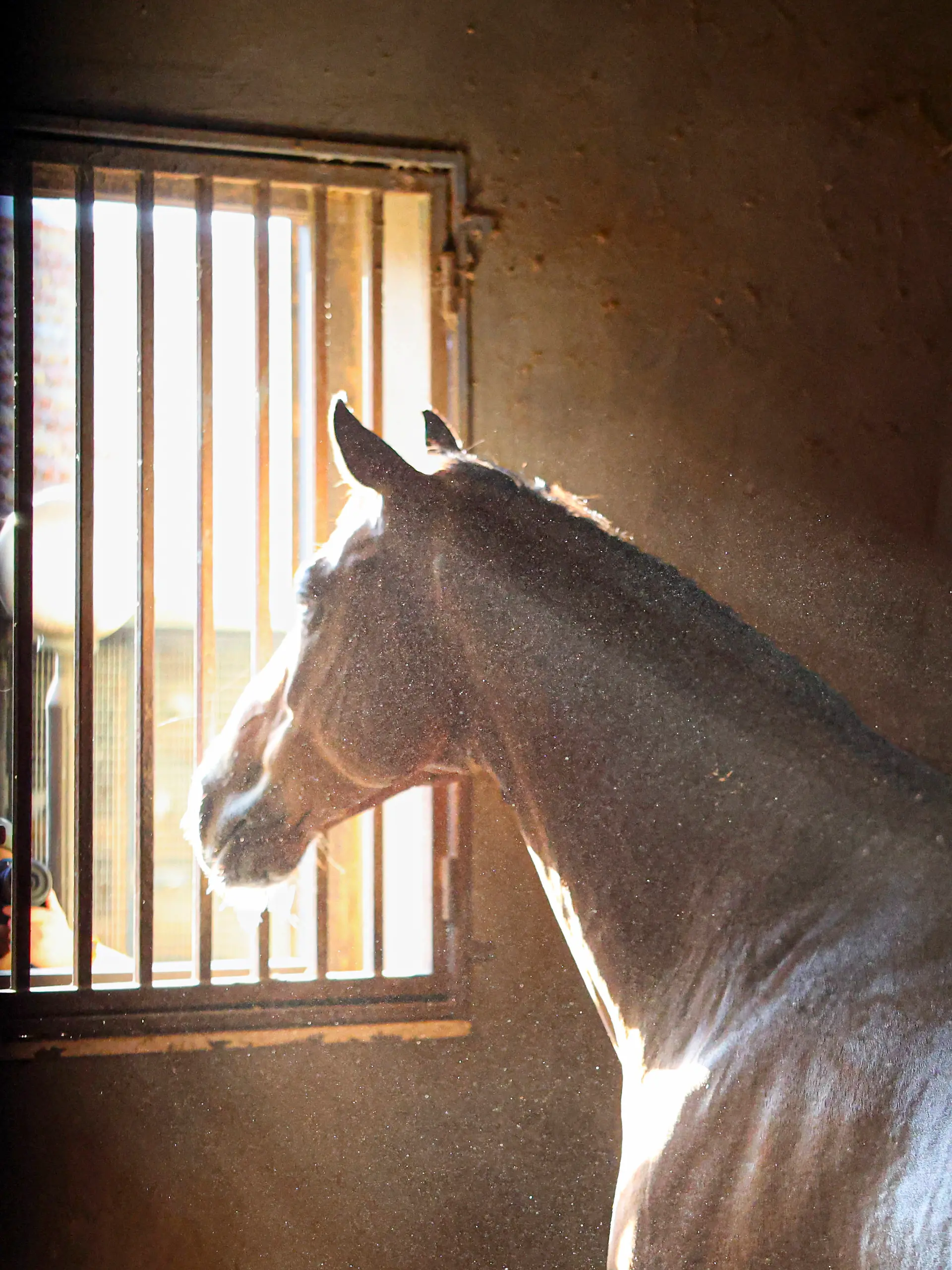 Pferd im Stall