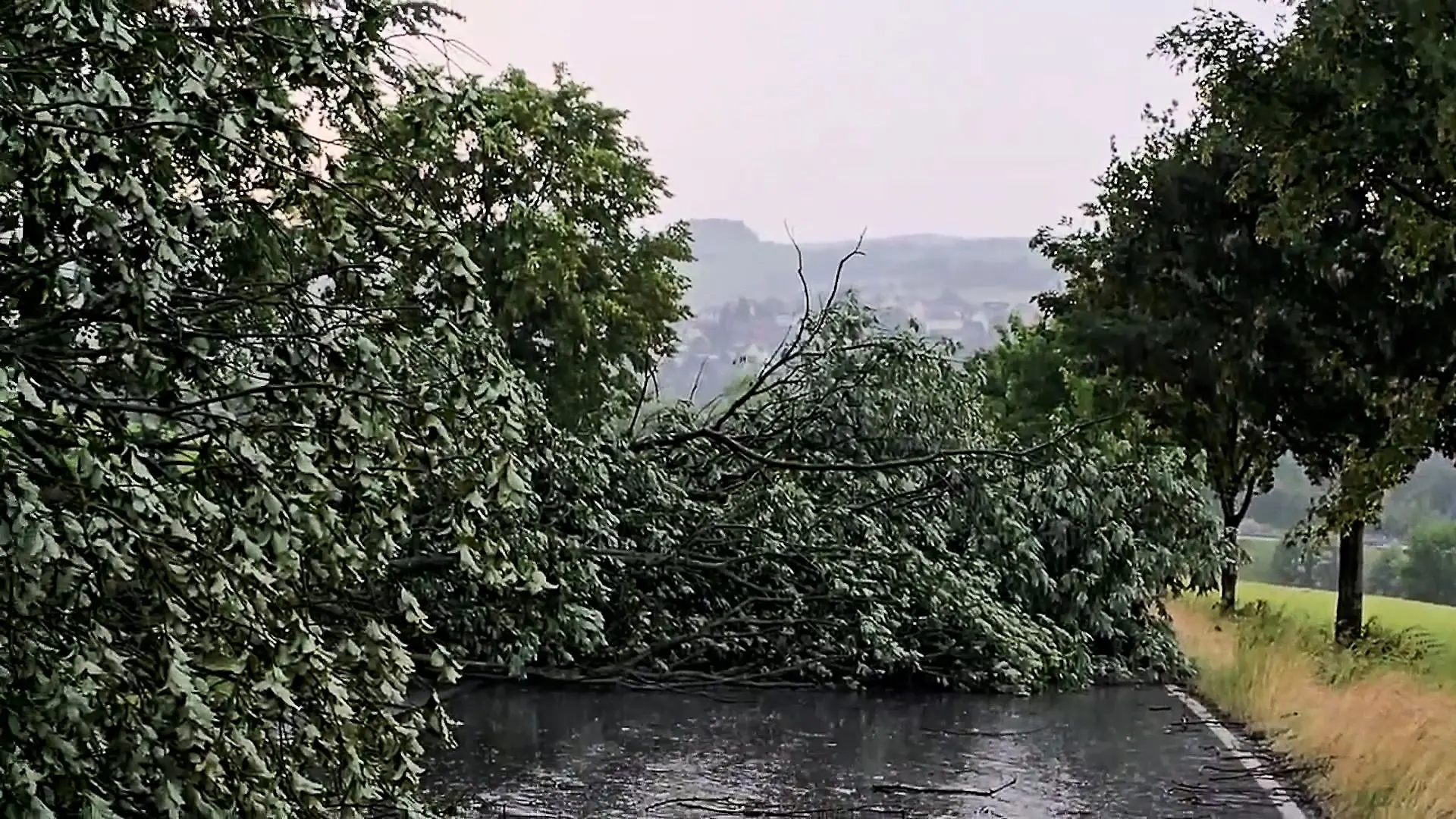 28.06.2026, Sachsen, Elterlein: Umgestürzte Bäume liegen nach einem Unwetter auf einer Straße im Erzgebirgskreis. Bei einem schweren Hitzegewitter im Erzgebirge wurden mehrere Bäume umgeworfen.