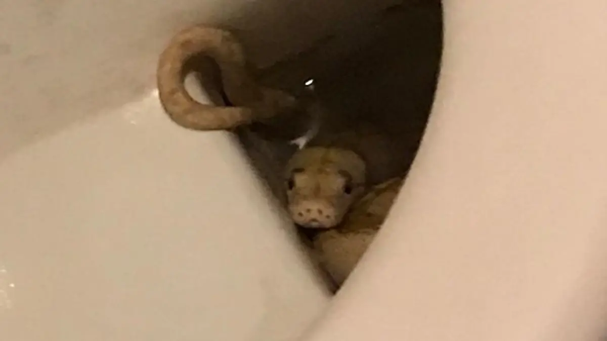 Schlange beißt Mann auf Toilette