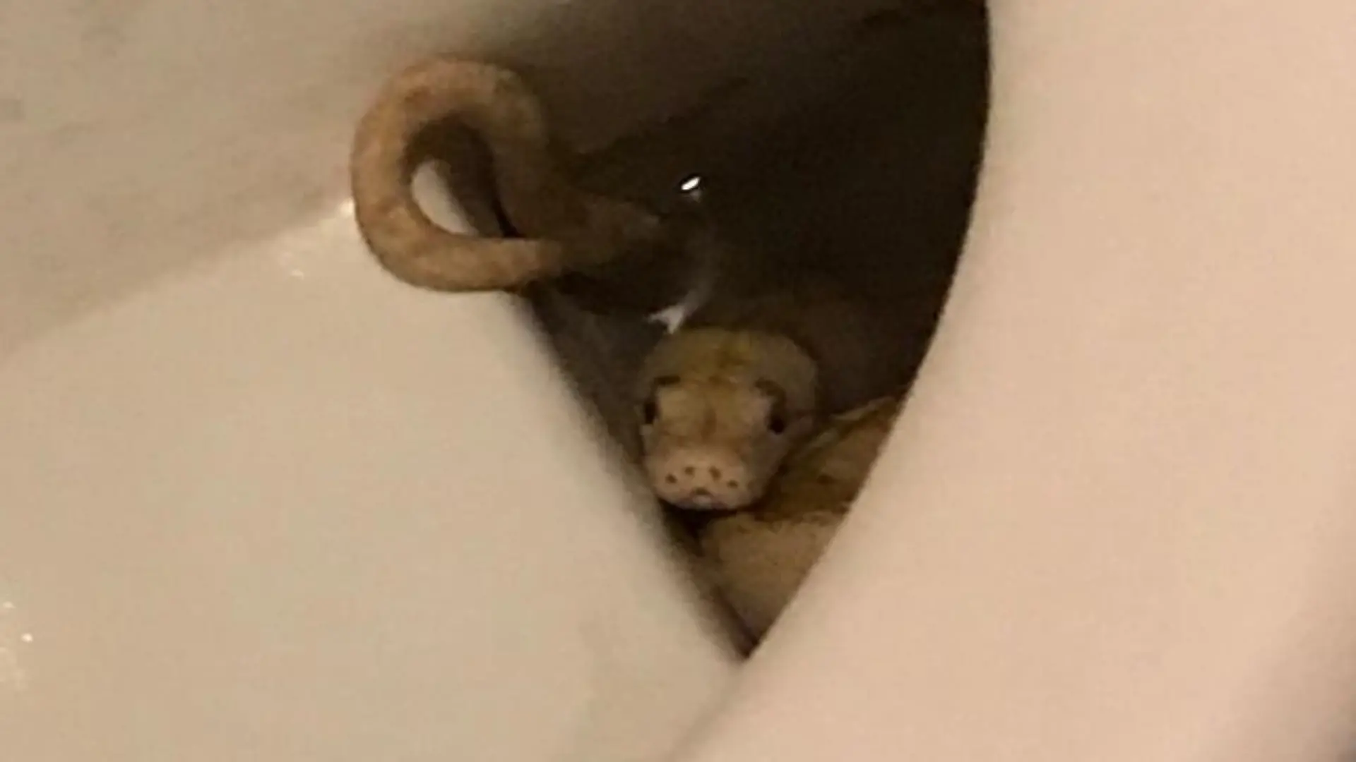 Schlange beißt Mann auf Toilette