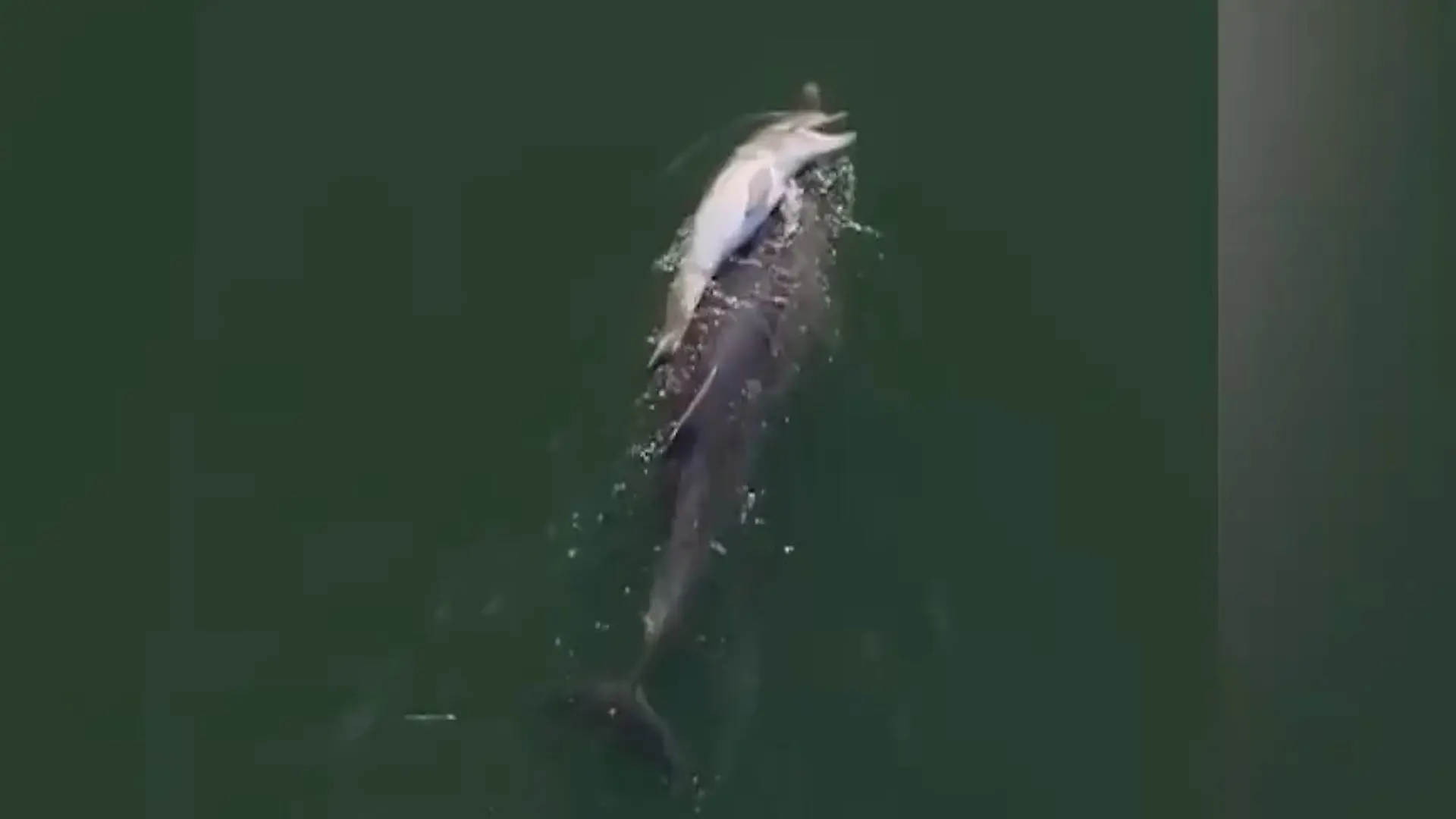 Todesdrama im Meer – Delfin-Mama trauert SO um ihr Kalb Sechs Tage lang