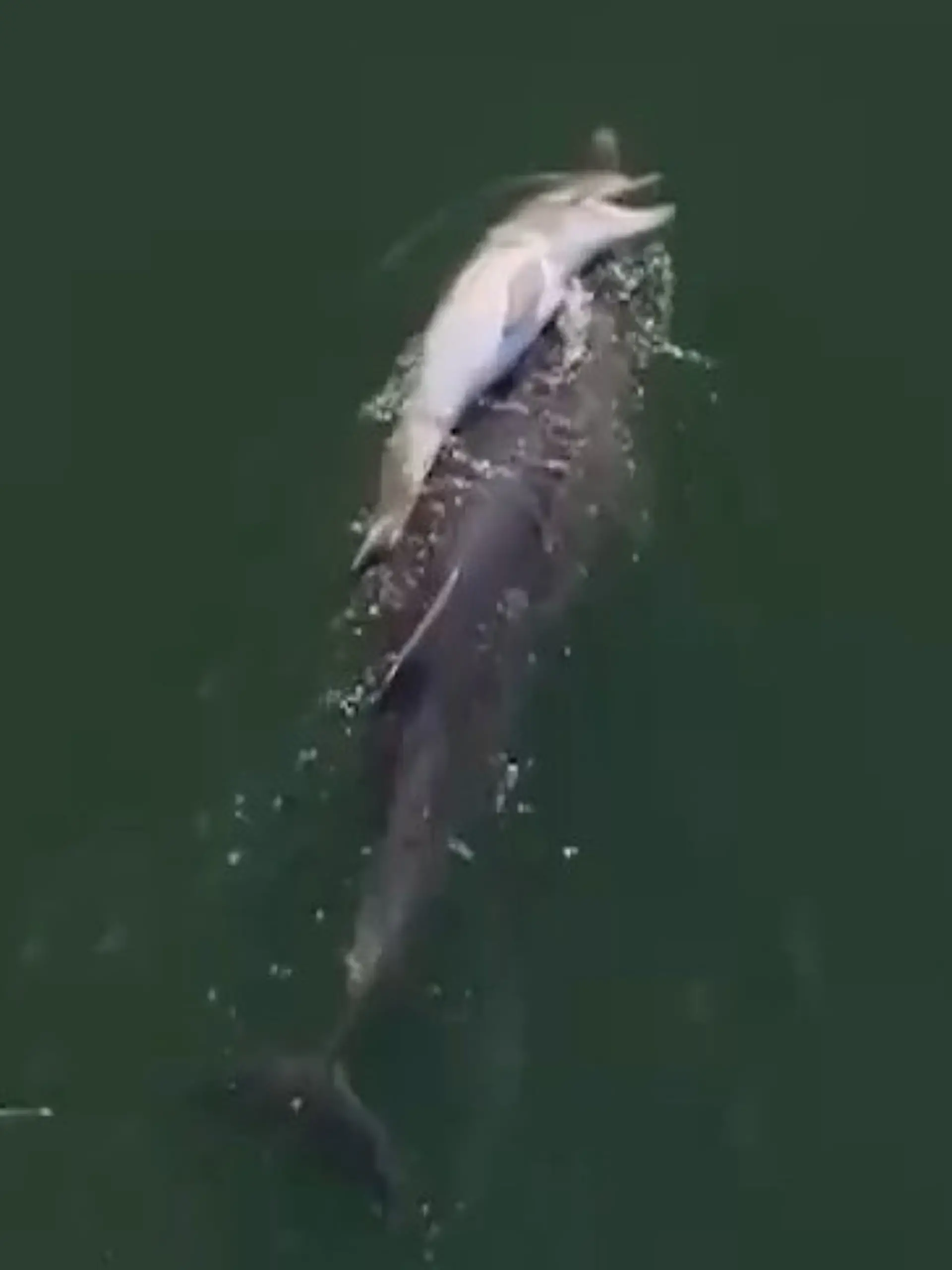 Bild zu: "Todesdrama im Meer – Delfin-Mama trauert SO um ihr Kalb"