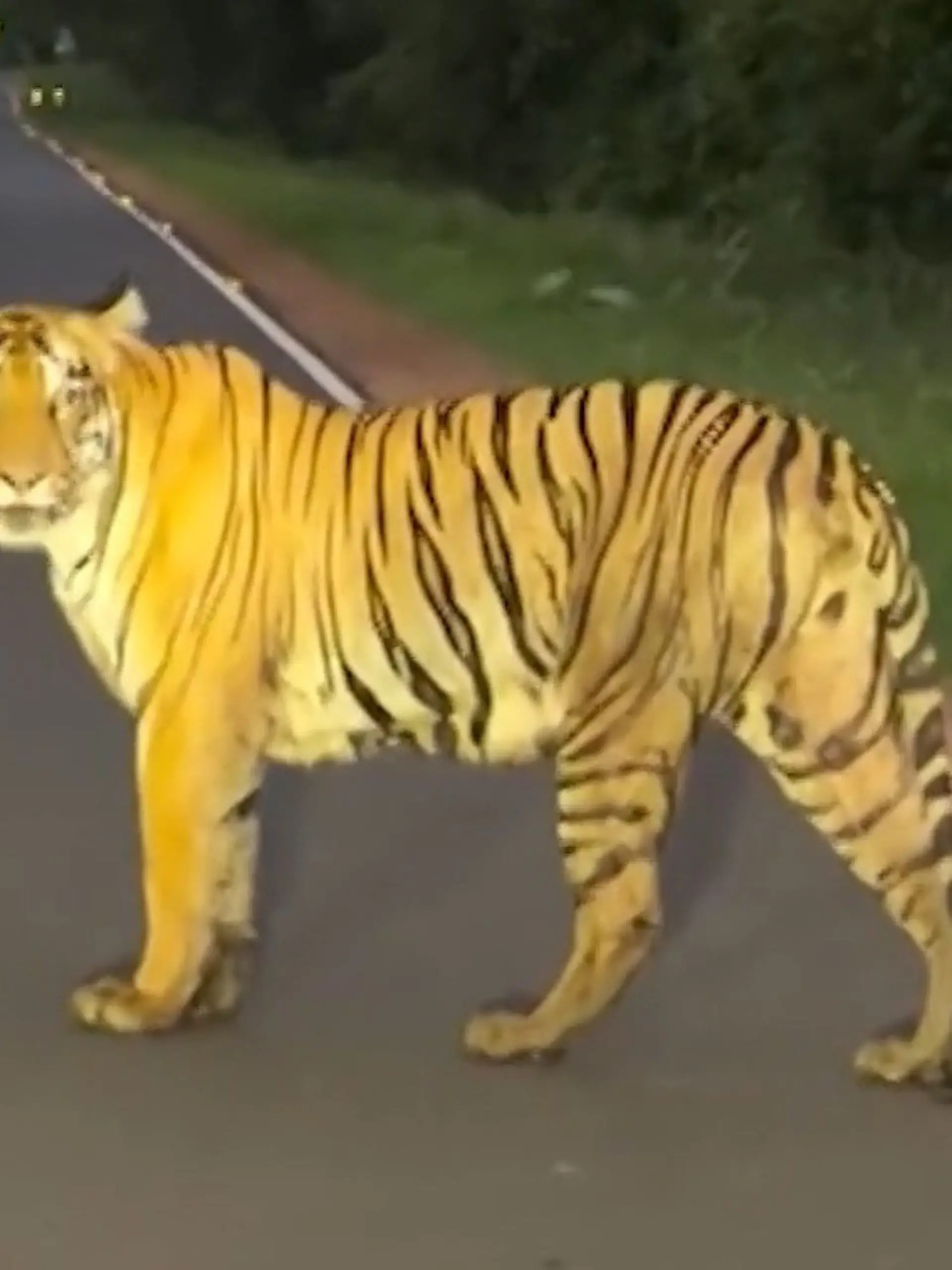 Bild zu: "Familie Auge in Auge mit einem Tiger – und er ist nicht alleine!"