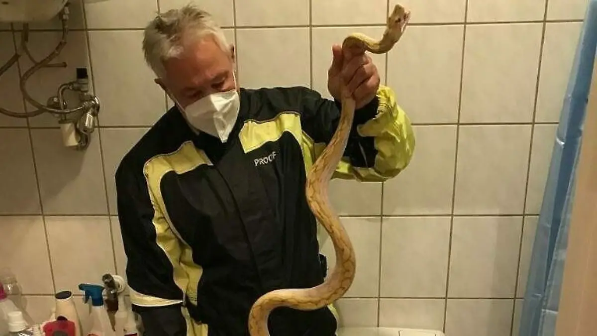 Schlange im Klo beißt Mann