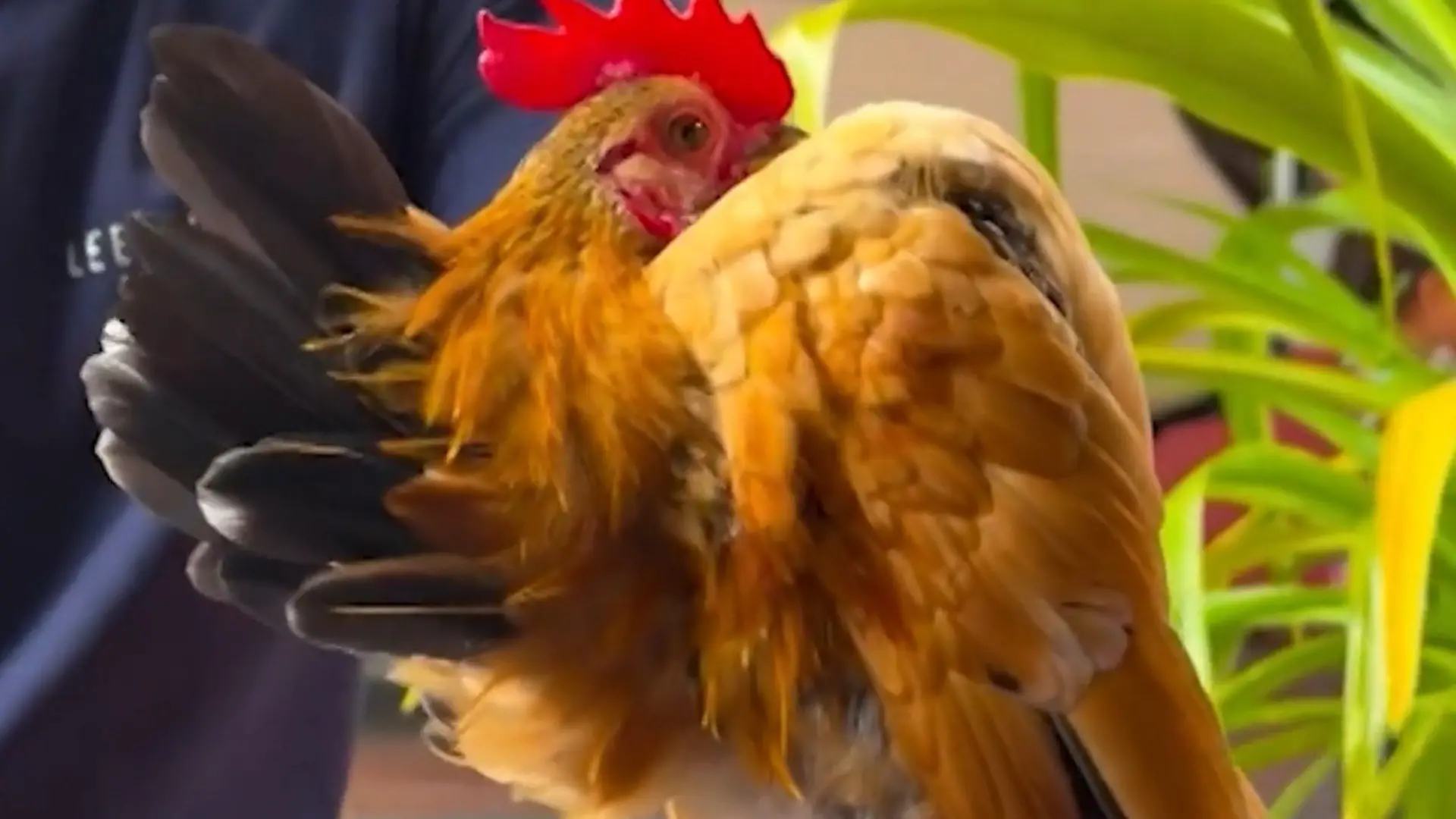 Der stolzeste aller Gockel? Dieser Hahn setzt sich SO skurril in Pose! Brust raus, Kopf nach hinten