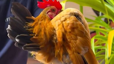 Bild von Der stolzeste aller Gockel? Dieser Hahn setzt sich SO skurril in Pose!