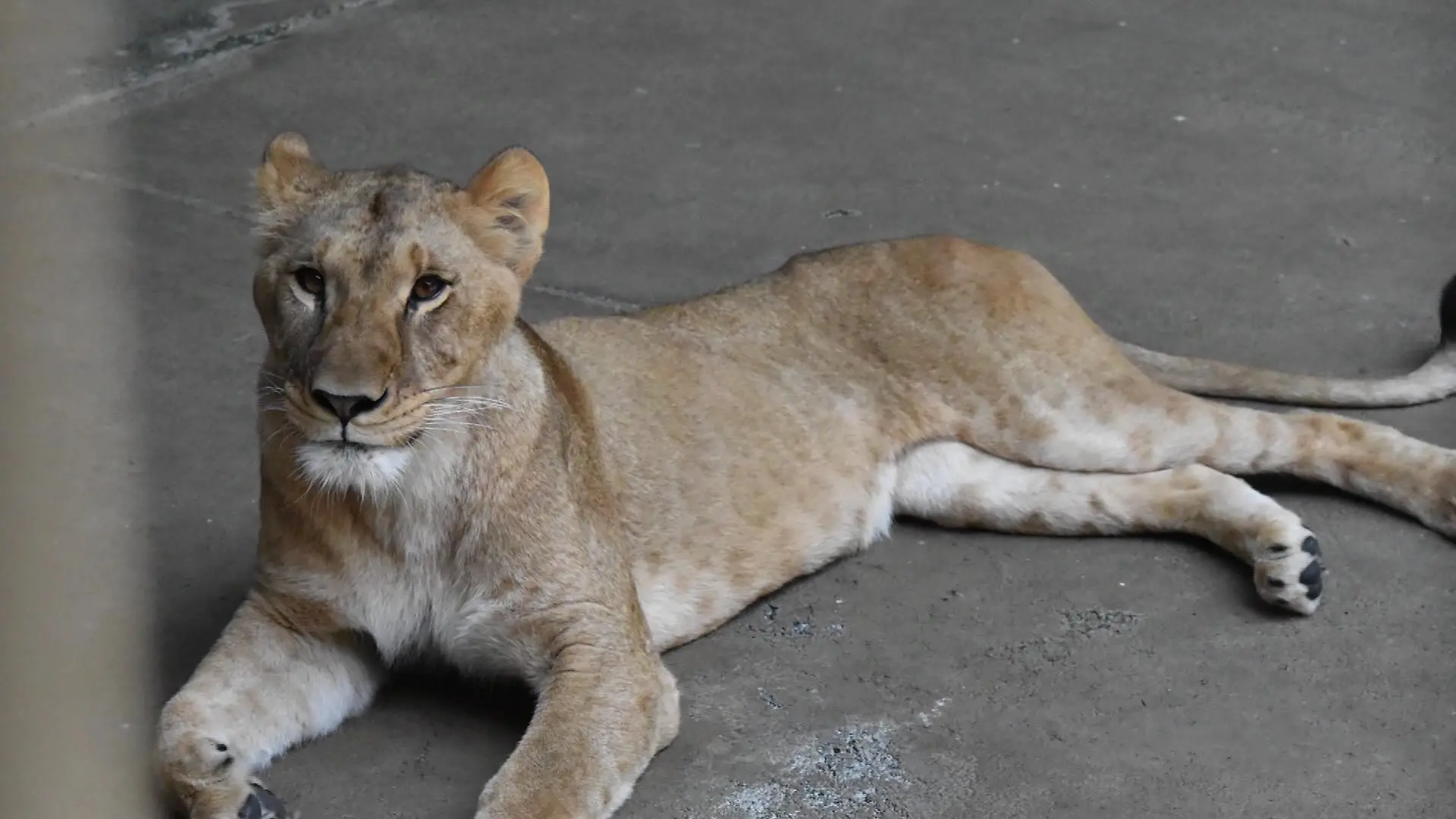 Eine Löwin im Tama-Zoo in Tokio. Drei weibliche Tiere des Zoos starben innerhalb weniger Tage, vermutlich an den Folgen der extremen Hitze.