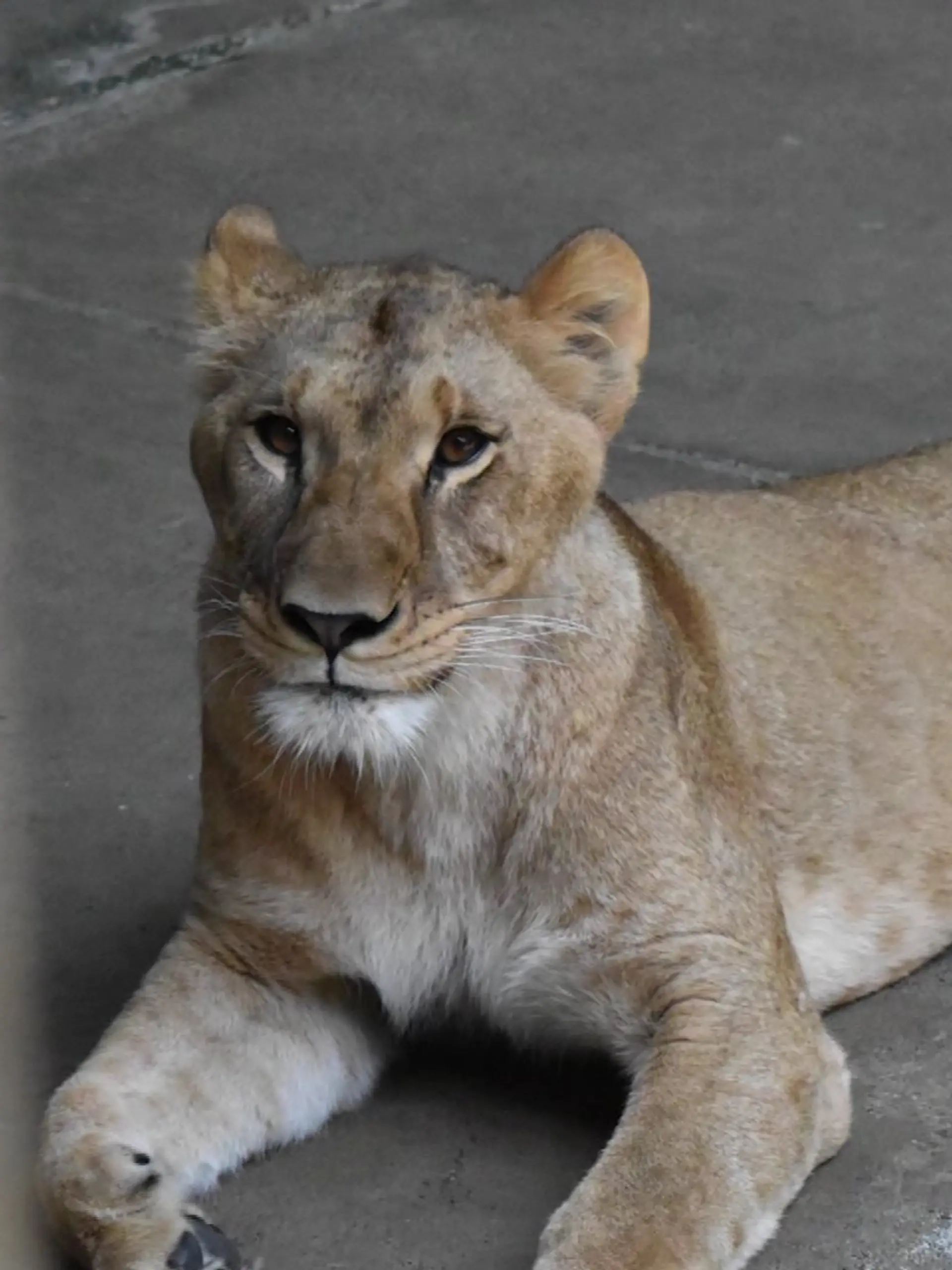 Eine Löwin im Tama-Zoo in Tokio. Drei weibliche Tiere des Zoos starben innerhalb weniger Tage, vermutlich an den Folgen der extremen Hitze.