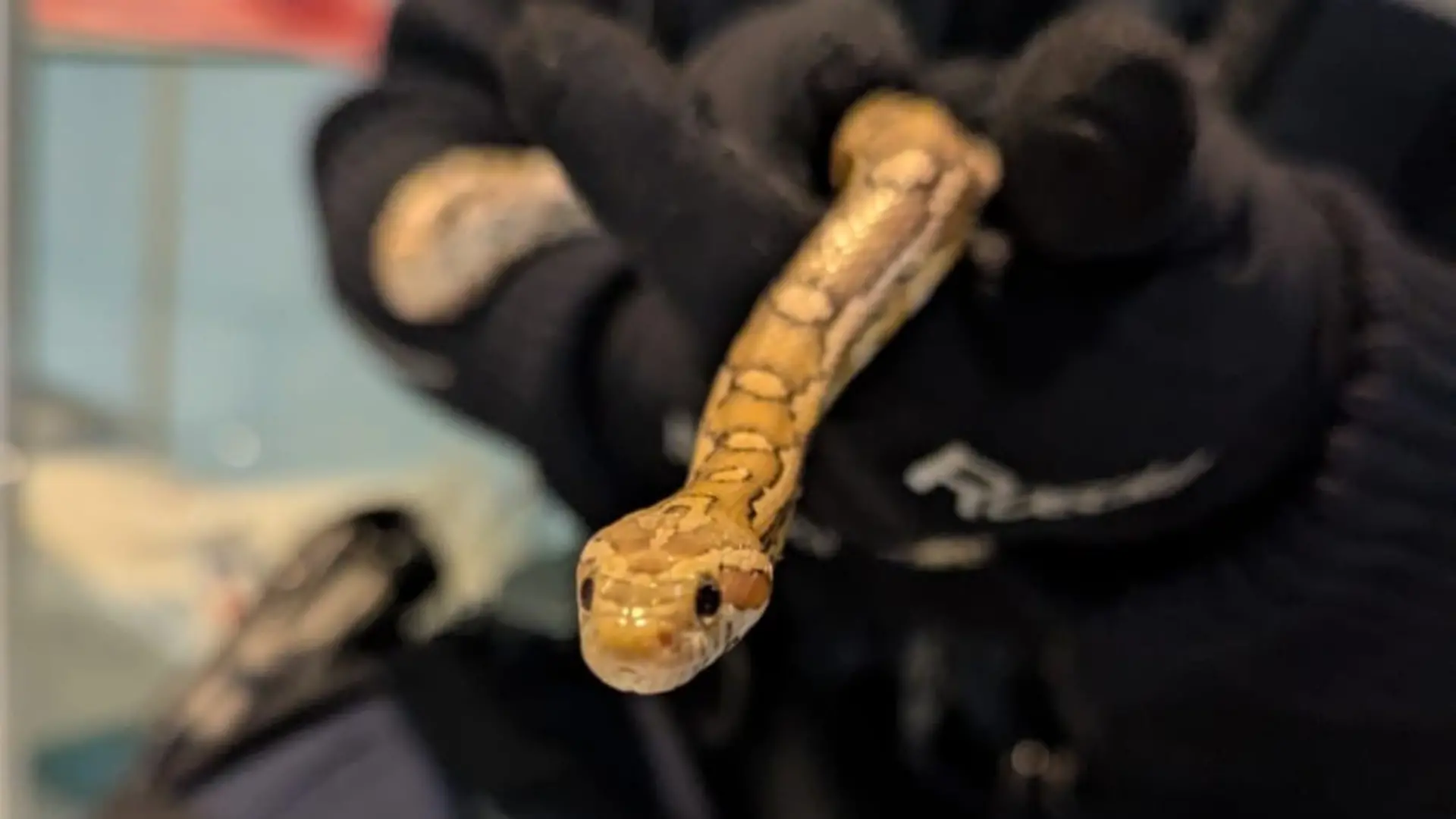 Ein Bundespolizist hält die gerettete Kornnatter in den Händen. Das Reptil war zuvor in einem zugeknoteten Plastikbeutel im Mülleimer eines Regionalexpresses entdeckt worden.