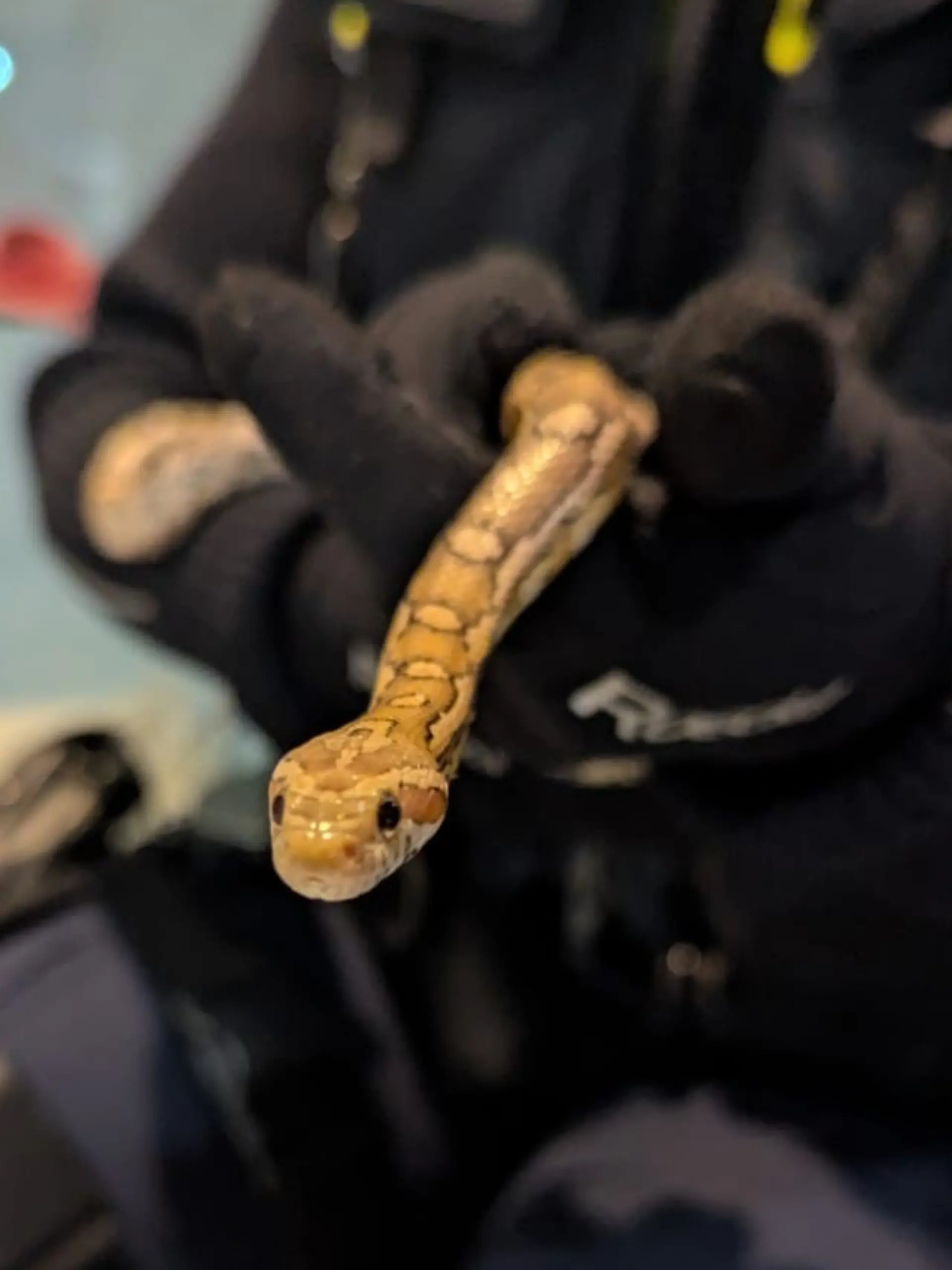 Ein Bundespolizist hält die gerettete Kornnatter in den Händen. Das Reptil war zuvor in einem zugeknoteten Plastikbeutel im Mülleimer eines Regionalexpresses entdeckt worden.
