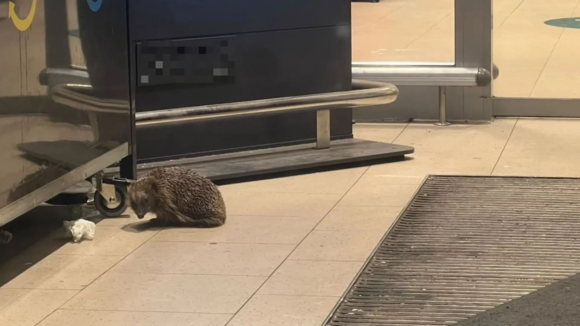 Igel als Einbrecher in Mühlheim