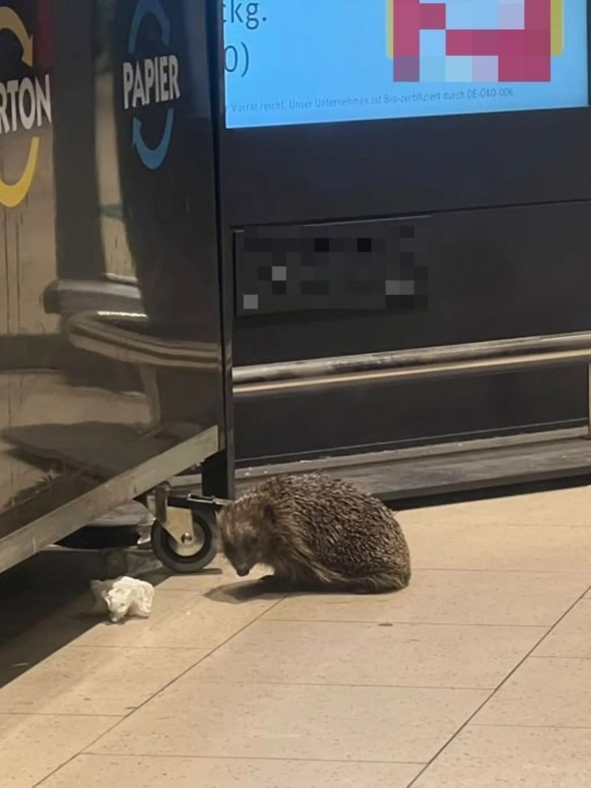 Igel als Einbrecher in Mühlheim