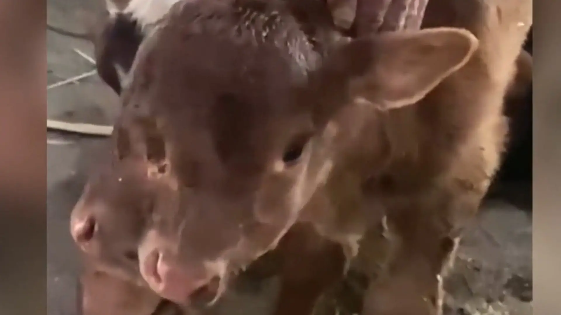 Sensationsgeburt im Stall! Bei diesem Kalb muss man DREIMAL hinschauen Bauer bekommt verlockende Angebote