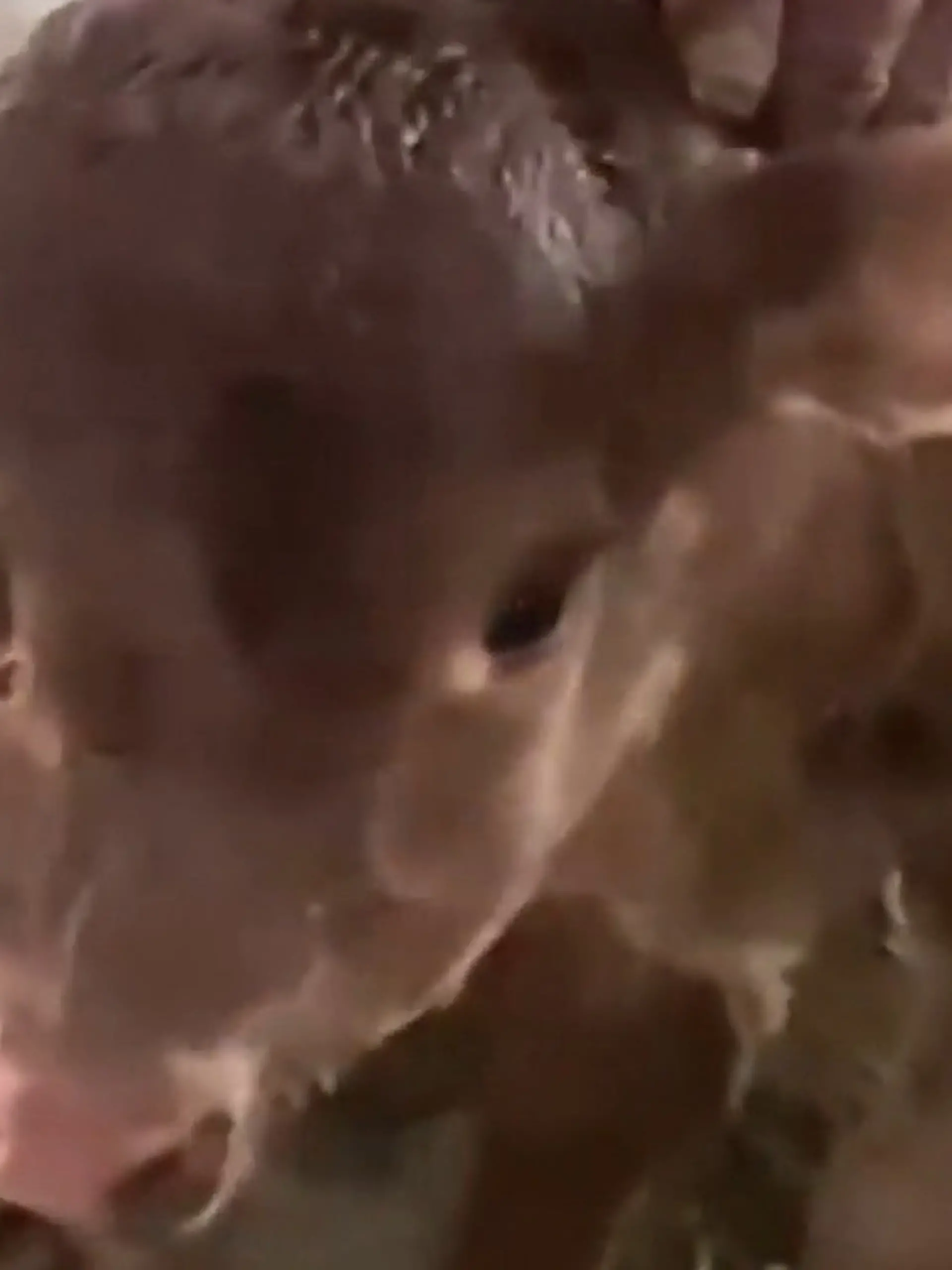 Bild zu: "Sensationsgeburt im Stall! Bei diesem Kalb muss man DREIMAL hinschauen"