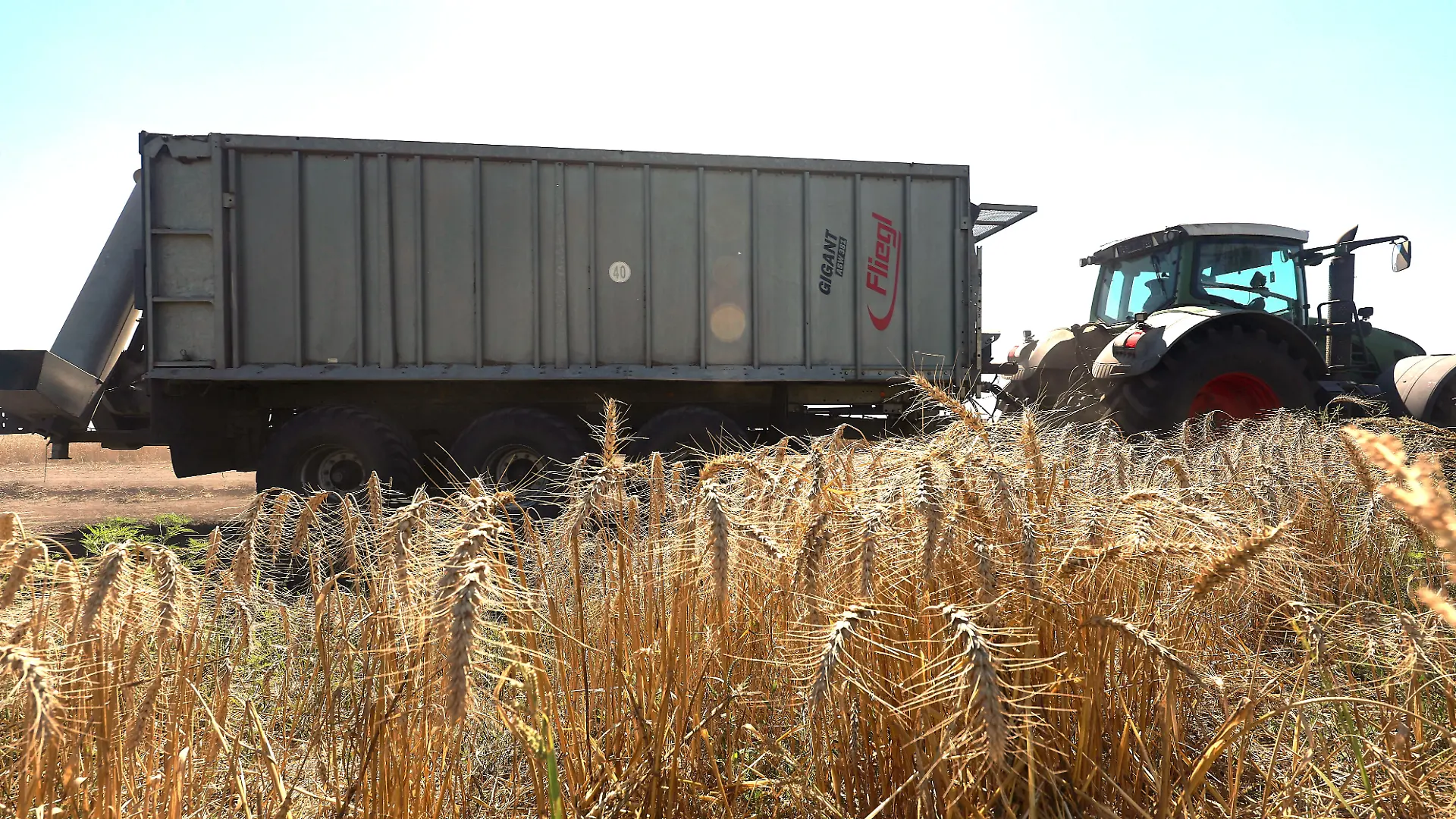A tractor towing a trailer is in the field of Gagarin Agricultural Firm LLC at harvest time in Kharkiv region, Ukraine on August 3, 2026. Photo by Viacheslav Madiievskyi/Ukrinform/ABACAPRESS.COM