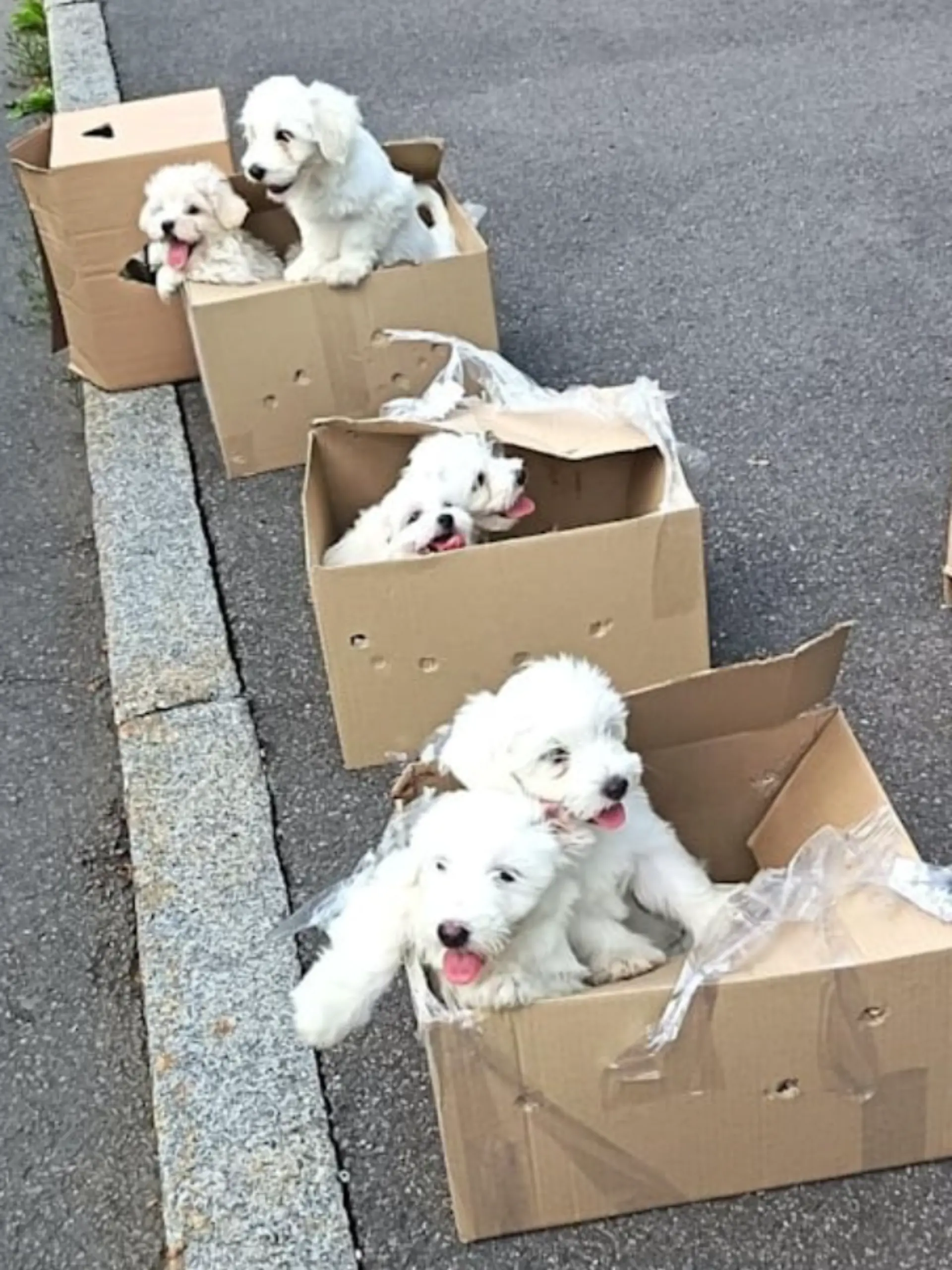 Versteckt in Kartons: Bundespolizei rettet Hundewelpen am Grenzübergang