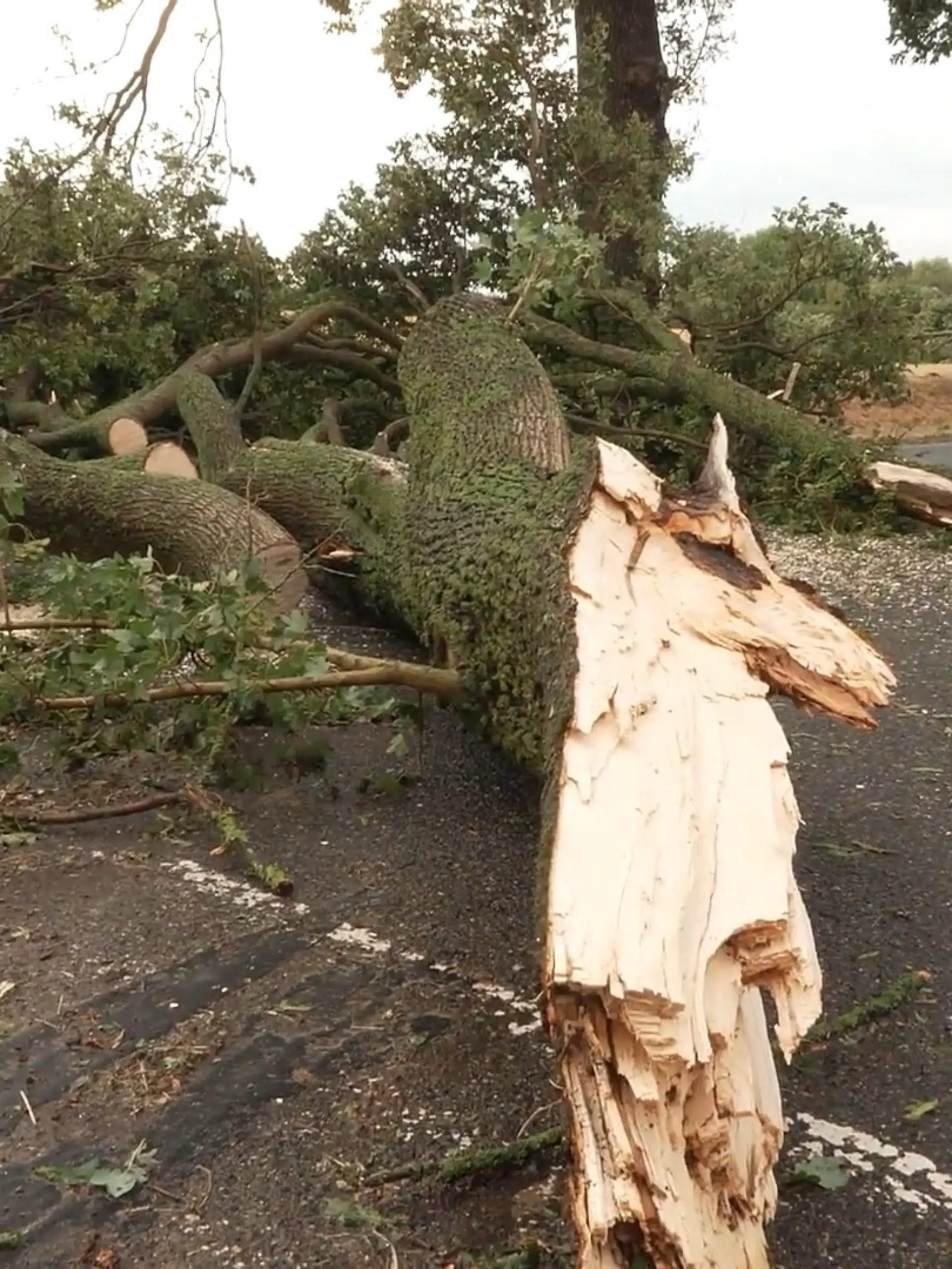 Bild zu: "Schäden nach Unwetter über NRW"