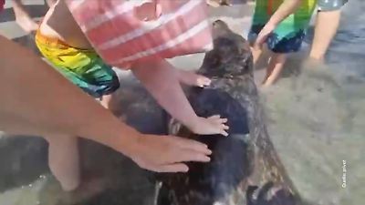 Bild von Badegäste bedrängen Robbe am Strand von Scharbeutz