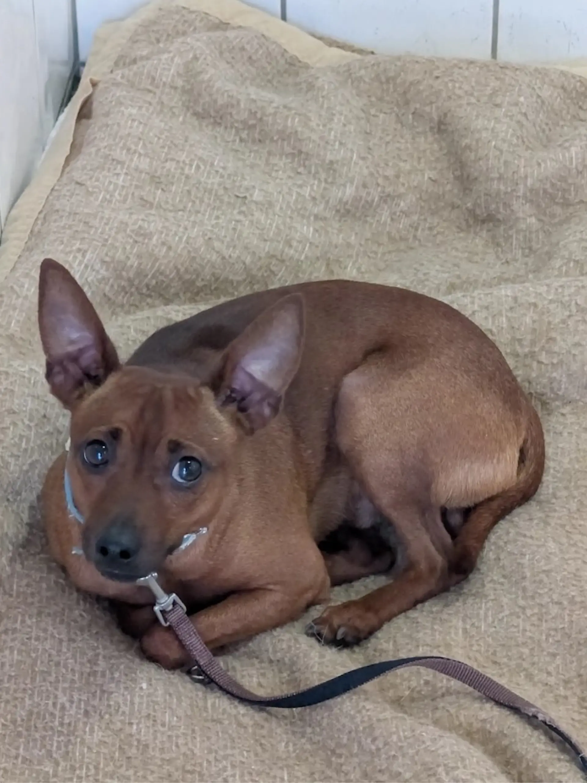 Bild zu: "Hund René wurde nachts über Tierheim-Zaun geworfen"
