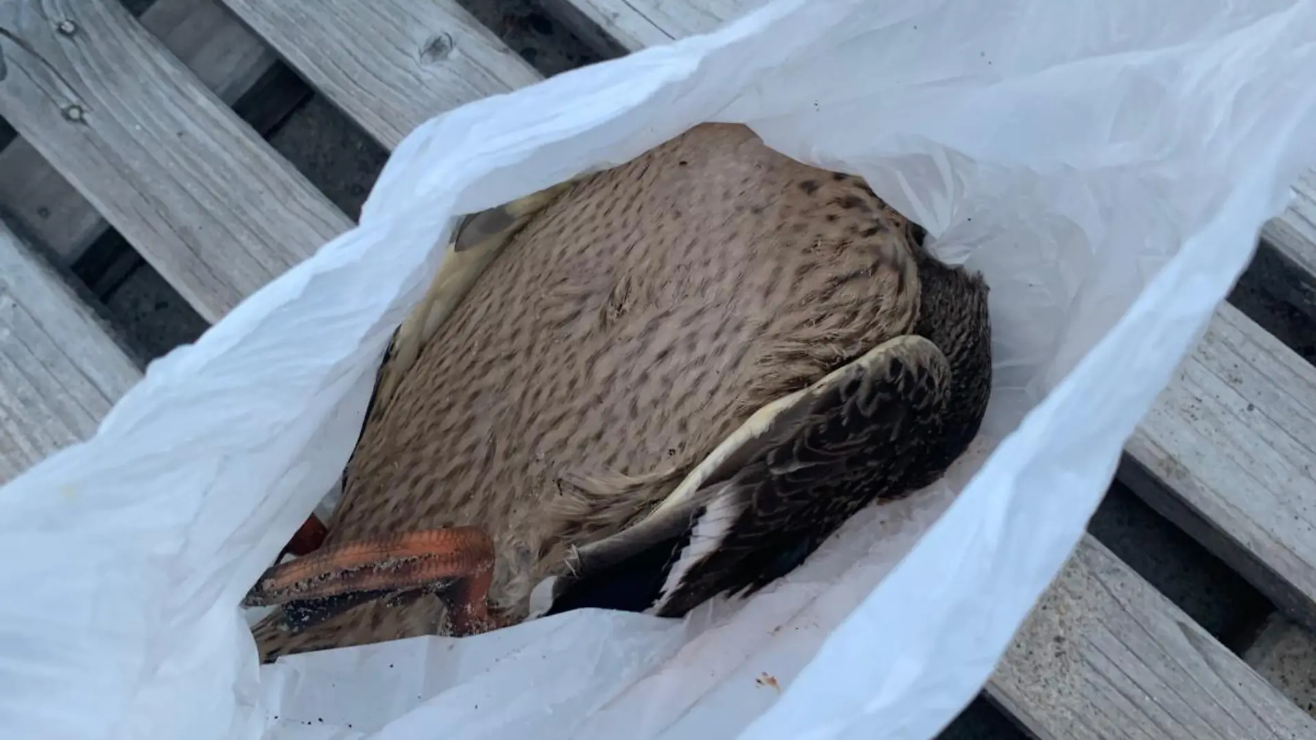 Die Ente verendet nach dem mutmaßlichen Vorfall am Strand von Kühlungsborn. Die Polizei ermittelt wegen des Verdachts eines Verstoßes gegen das Tierschutzgesetz.