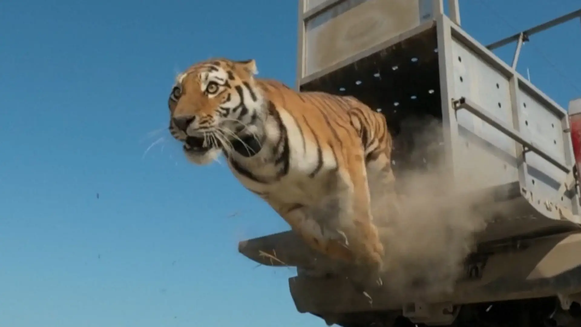 Historische Freilassung! DIESE Raubkatze soll ausgestorbene Art ersetzen Weltweit nur vier dieser Tiger