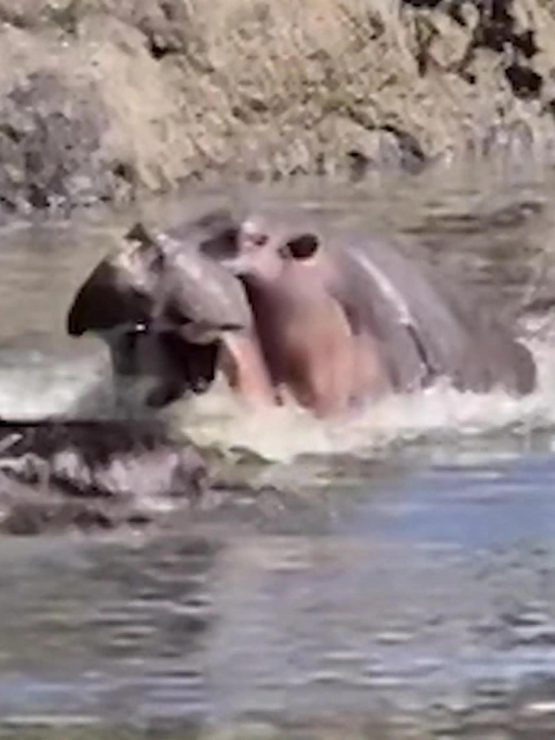 Bild zu: "Hyäne will Büffelkalb erlegen – dann taucht Helden-Hippo auf!"