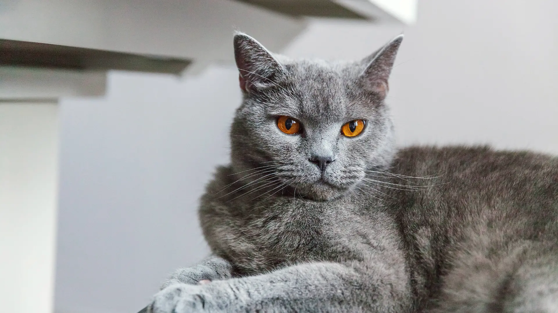 Britische Katze posiert auf schwarzem modernen Stuhl zu Hause