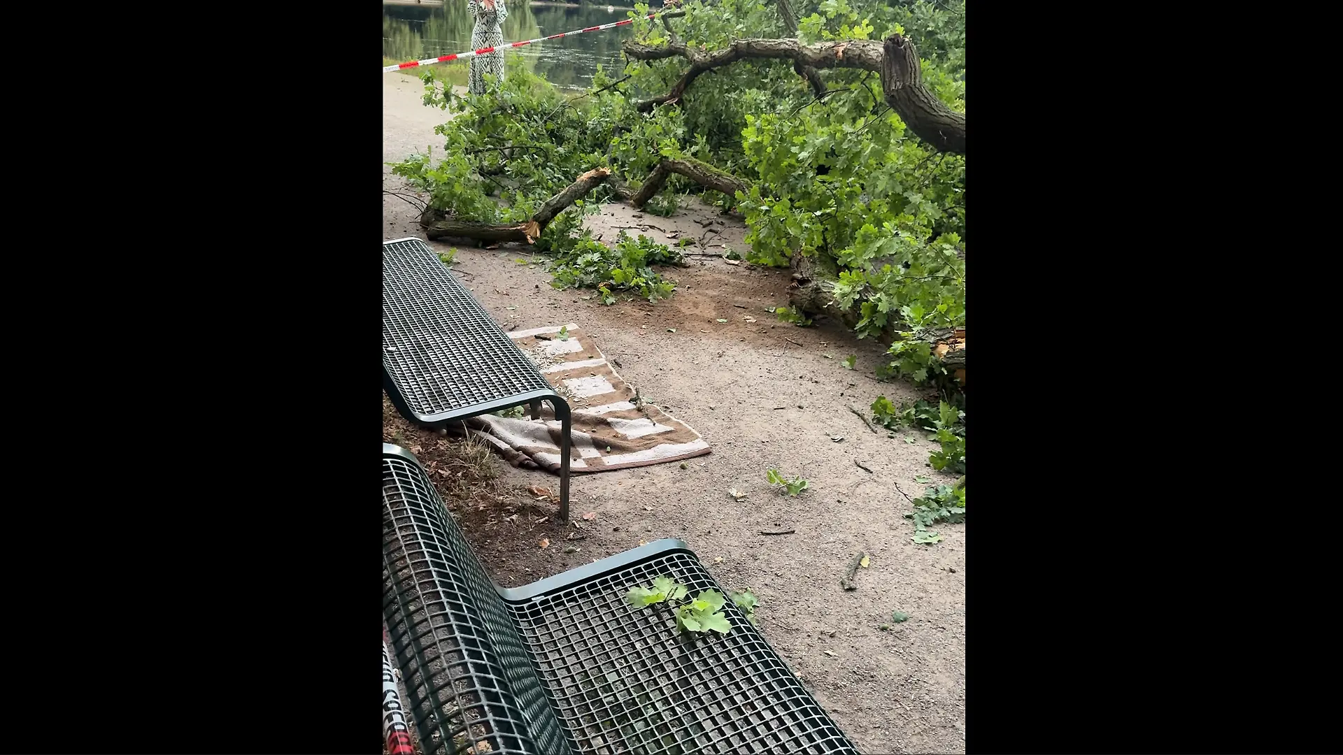 Als der Baum umstürzte, saß ein Mann mit seiner Decke auf der Bank.