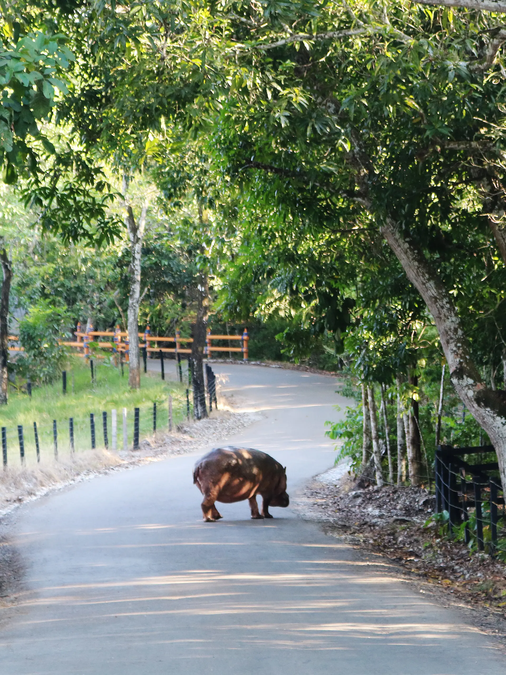 Ein Nilpferd steht auf einer Straße der Hacienda Napoles (Kolumbien). Die Hacienda gehörte einst dem Drogenboss Pablo Escobar, der vier afrikanische Flusspferde hier herbrachte. Mittlerweile streifen rund 100 Nachkommen durch die Region. (zu dpa "Kolumbien: Forscher empfehlen Tötung von Escobars Nilpferden ") +++ dpa-Bildfunk +++