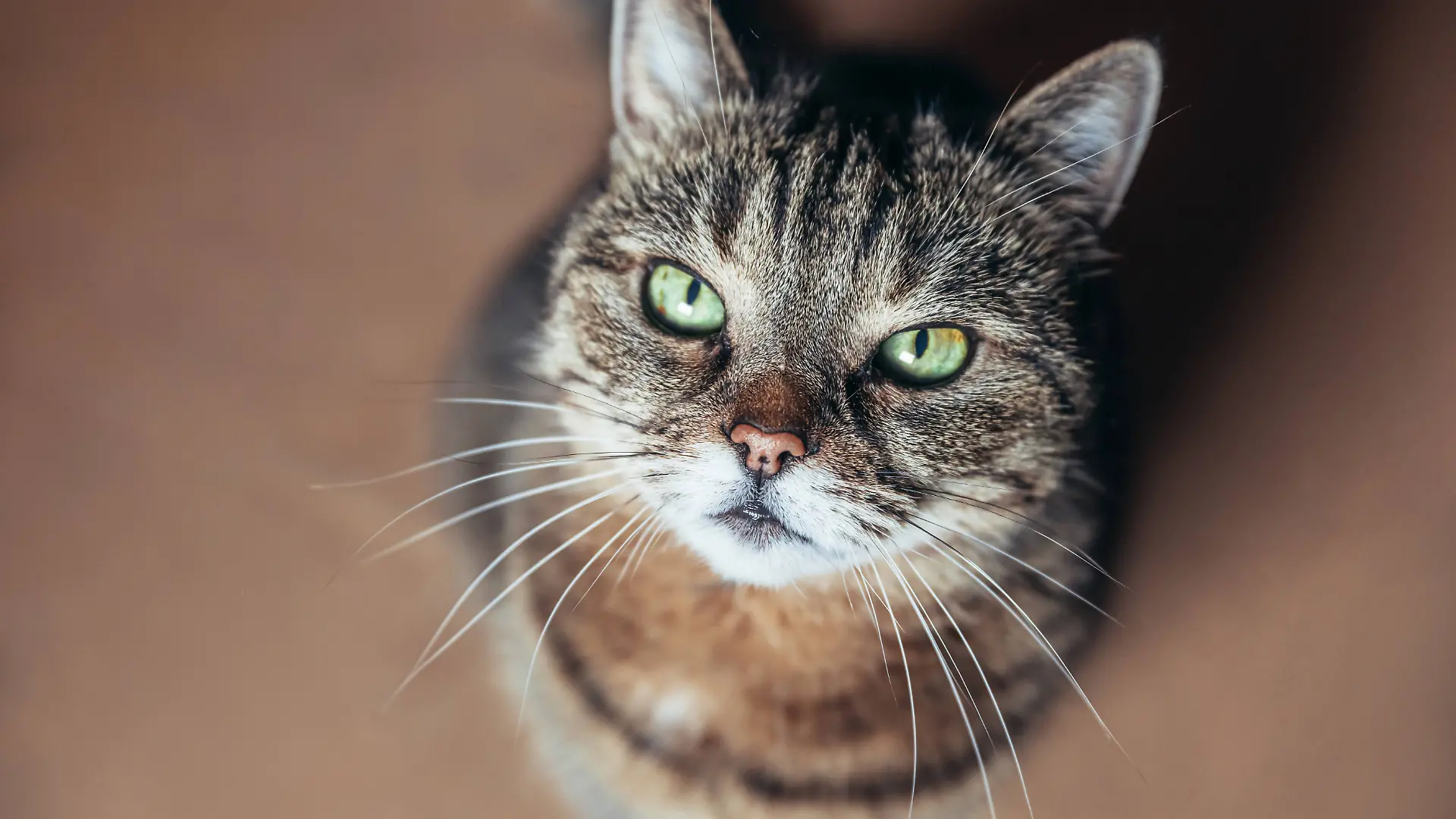 Lustige Porträt arrogant kurzhaarigen inländischen Tabby-Katze zu Hause entspannen.